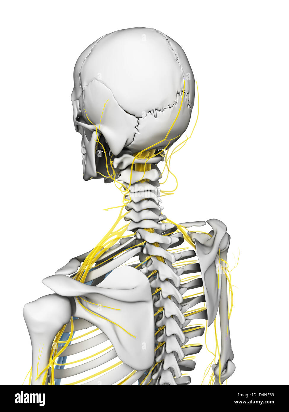Männlichen Nervensystems Stockfoto
