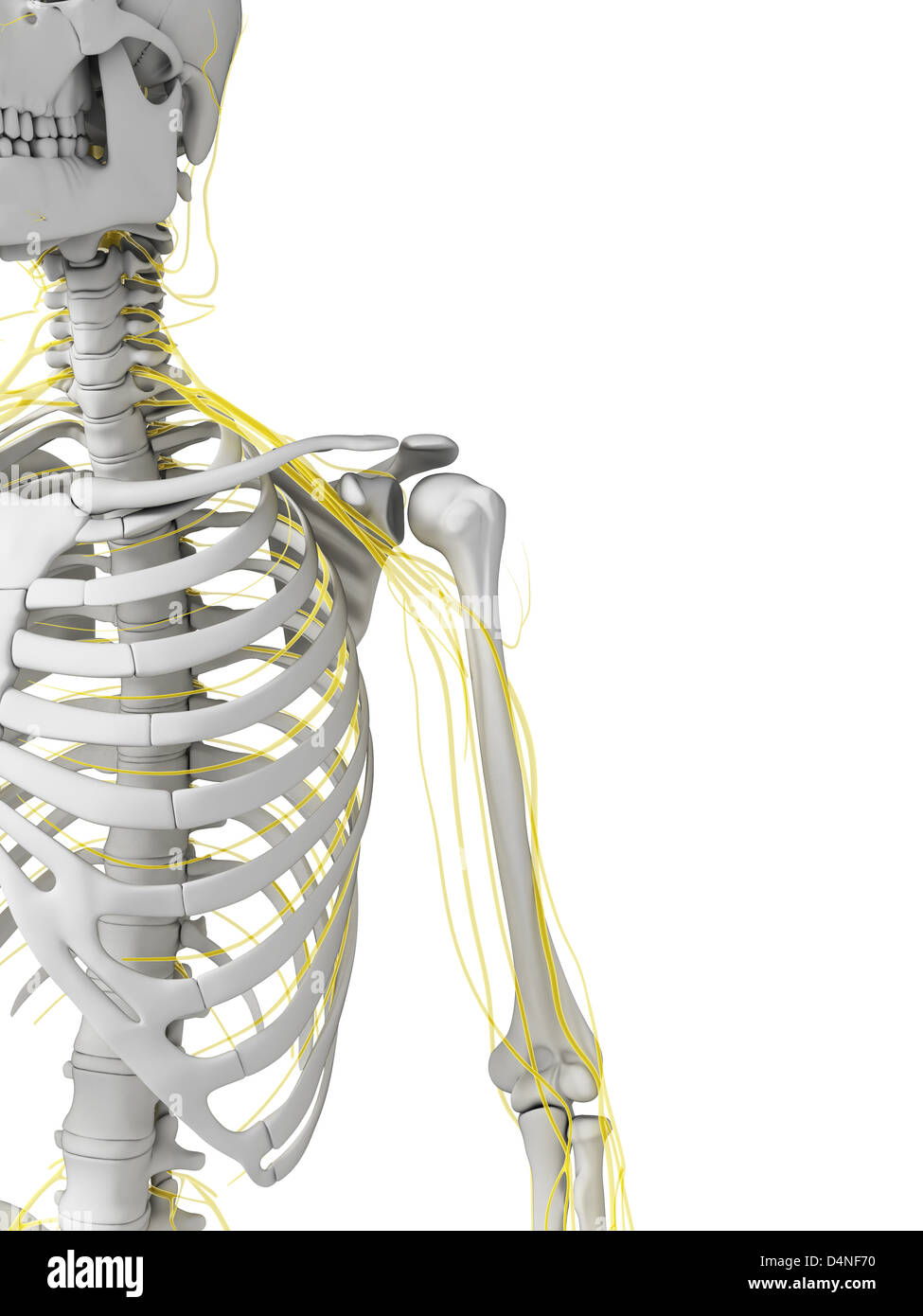 Männlichen Nervensystems Stockfoto
