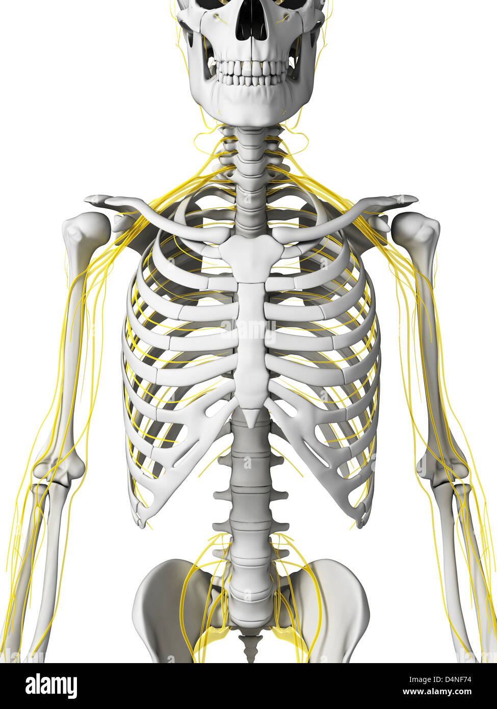 Männlichen Nervensystems Stockfoto