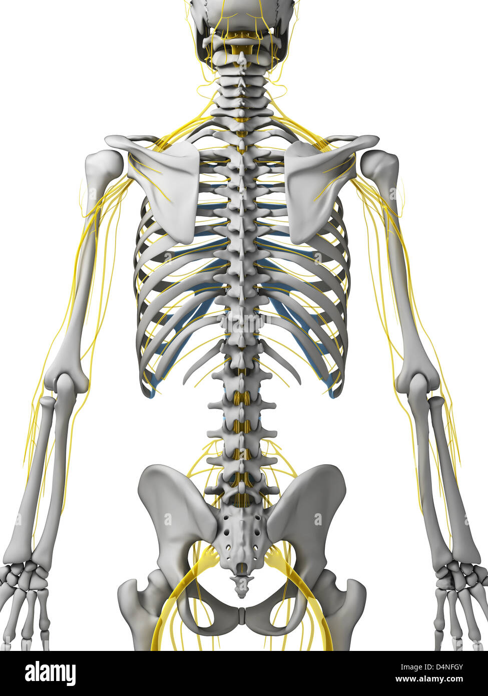 Nervensystem Stockfoto