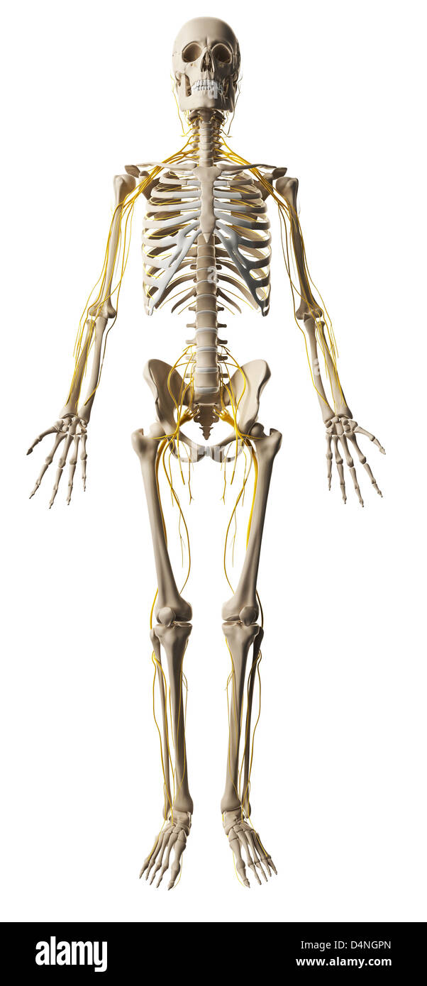 Männlichen Nervensystems Stockfoto