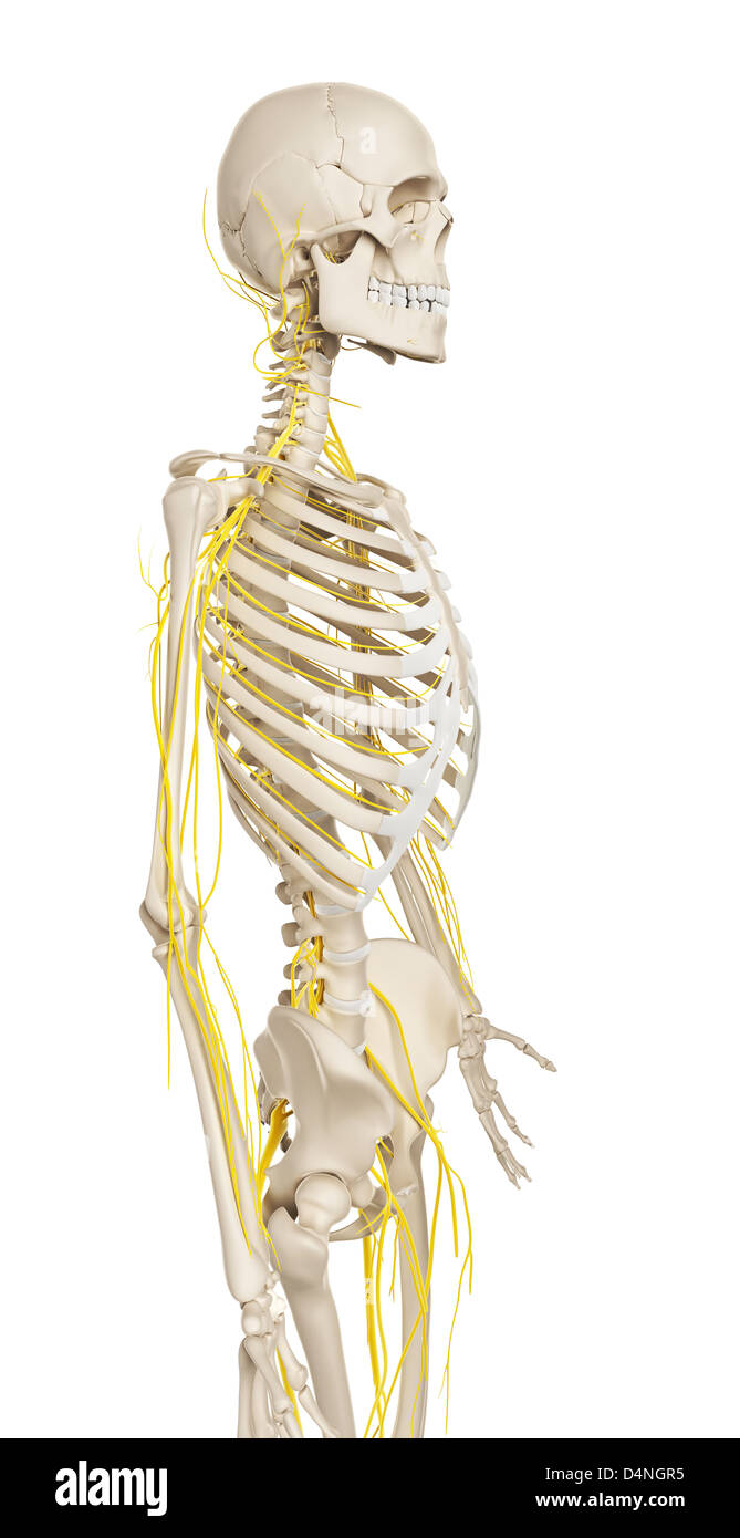 Männlichen Nervensystems Stockfoto