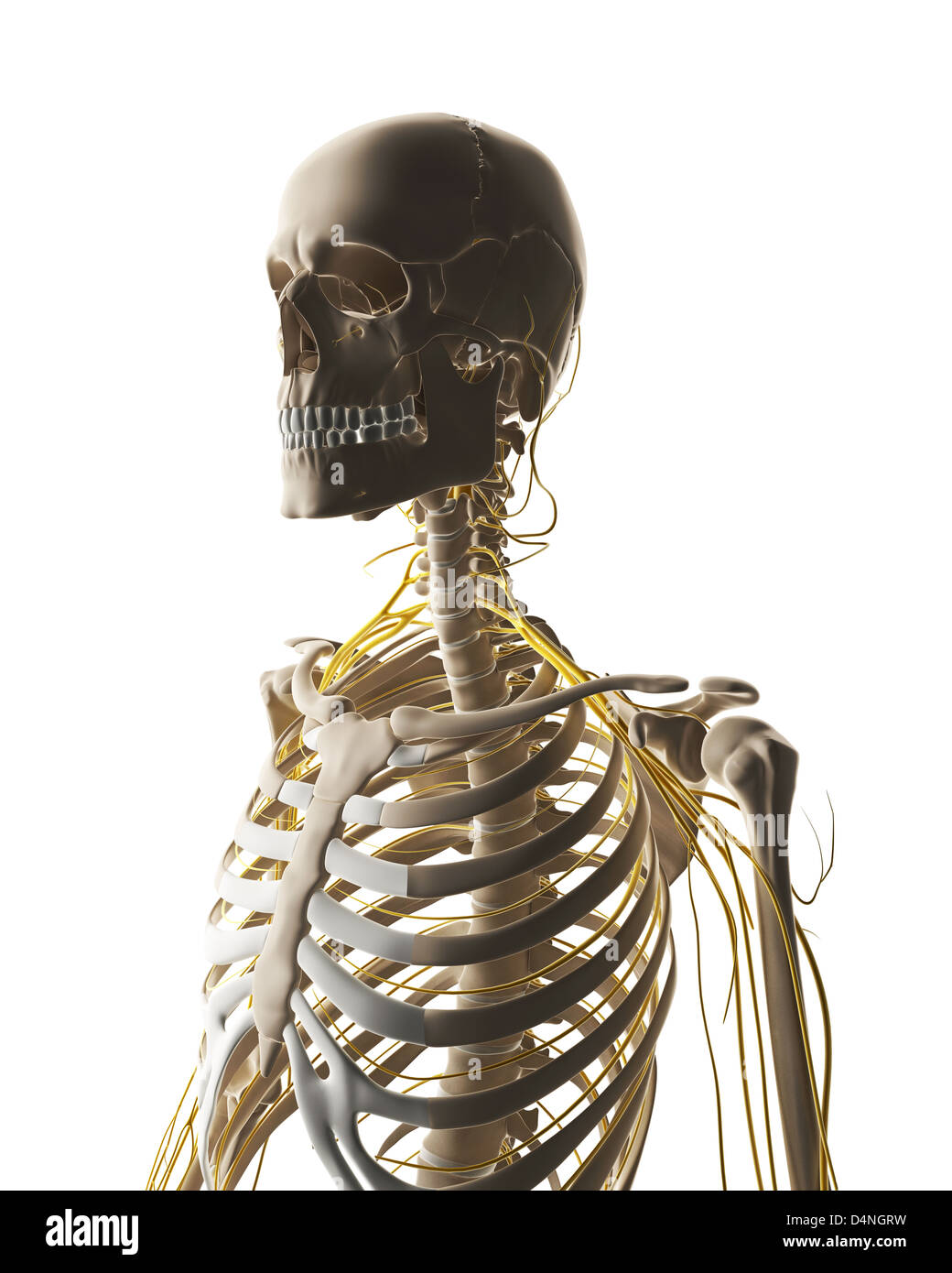 Männlichen Nervensystems Stockfoto