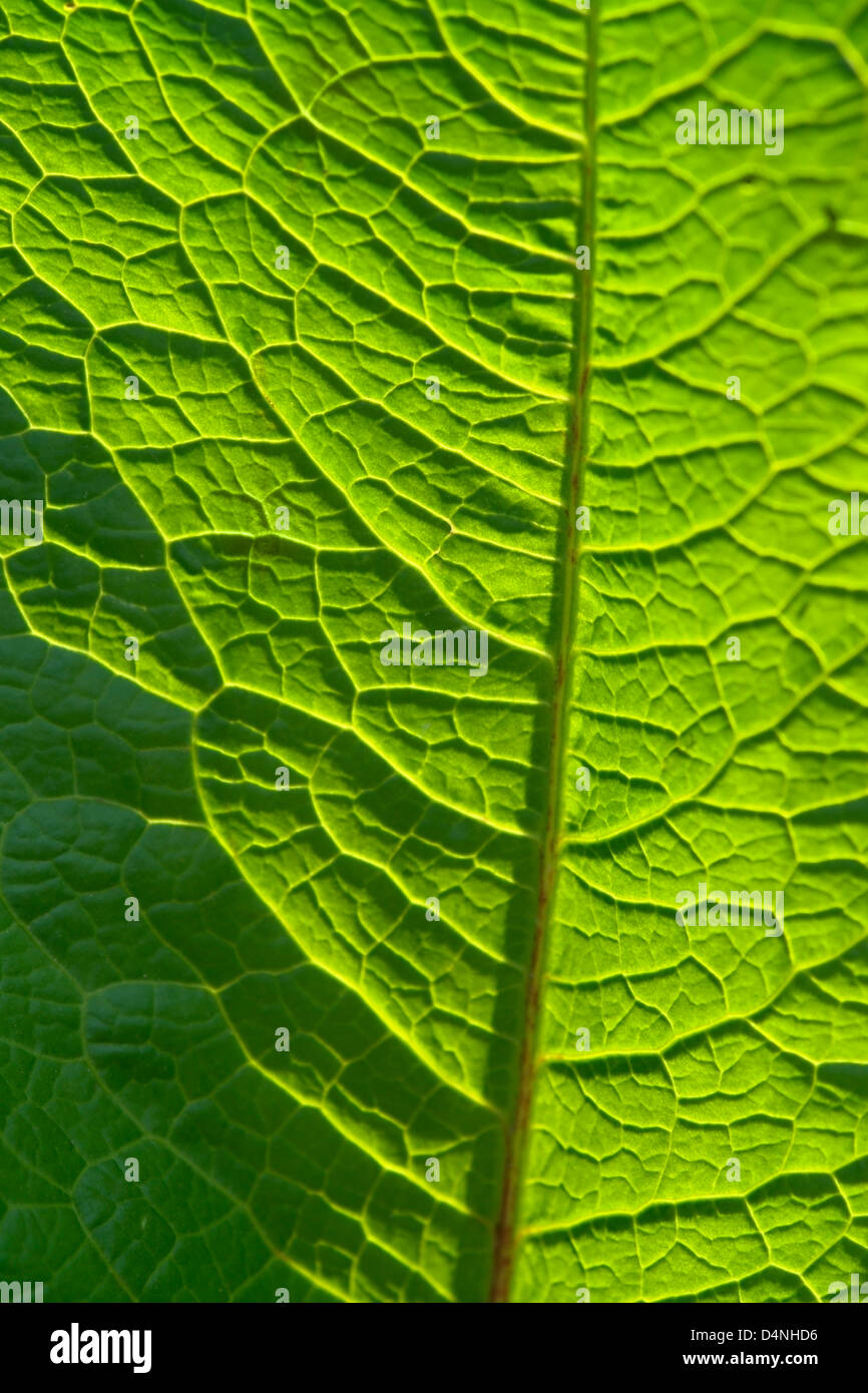 sonnig beleuchteten Vollformat abstrakte grünes Blatt detail Stockfoto