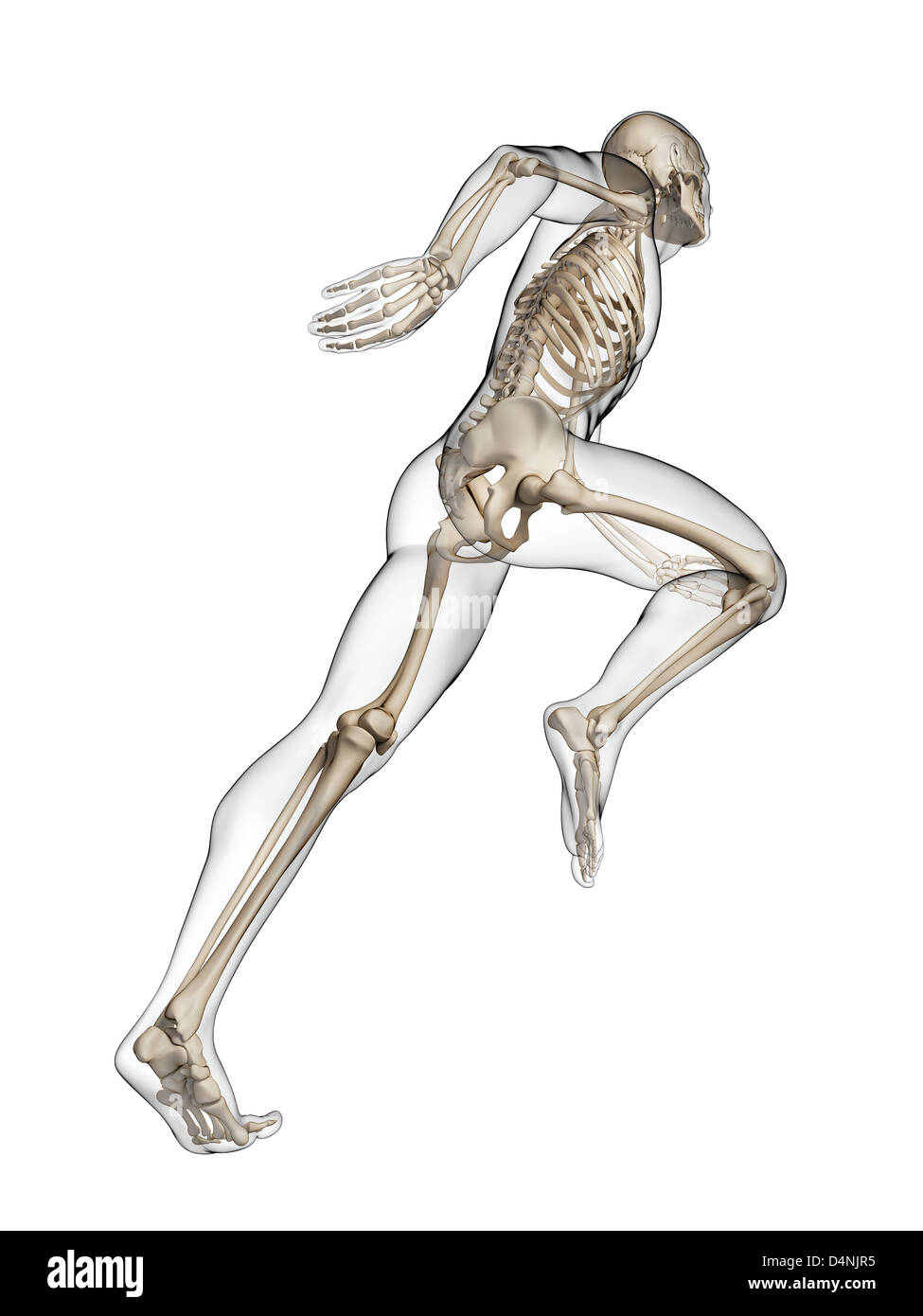 Läufer-Anatomie Stockfoto