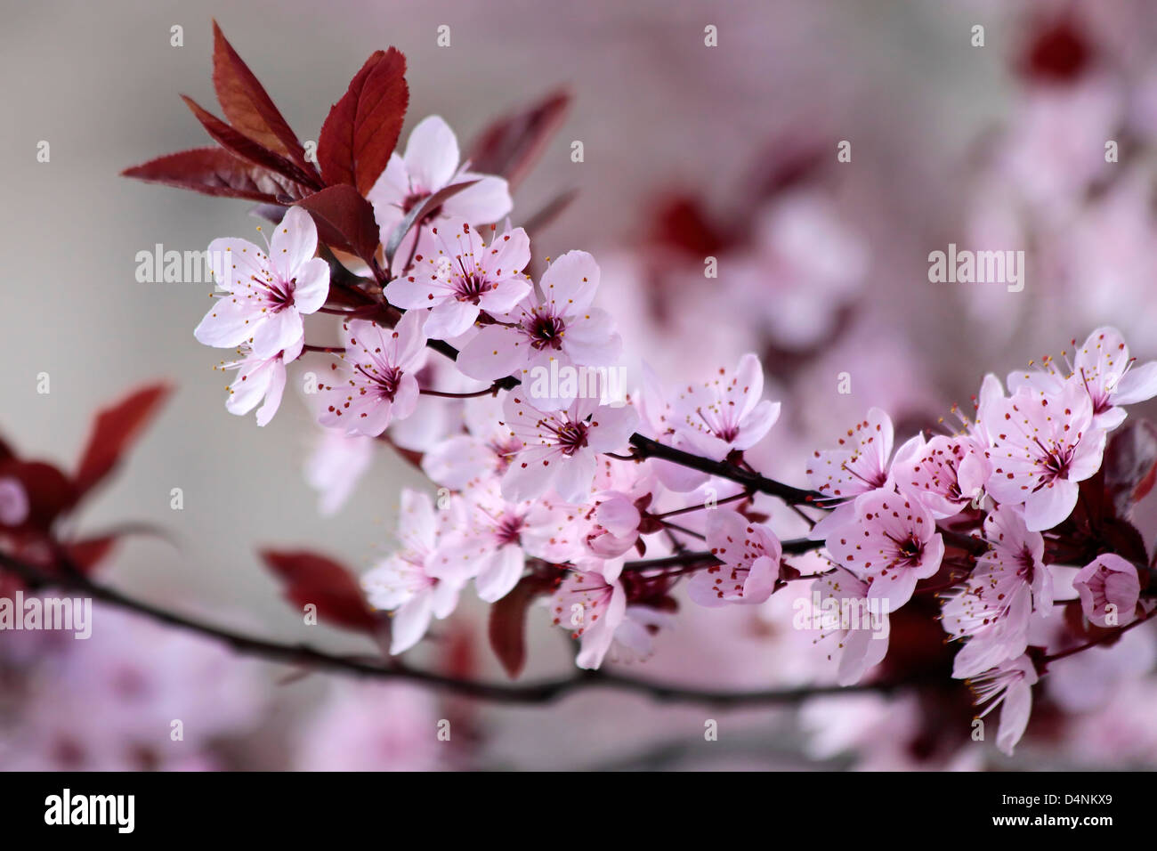 Japanische Kirschblüten im park Stockfoto