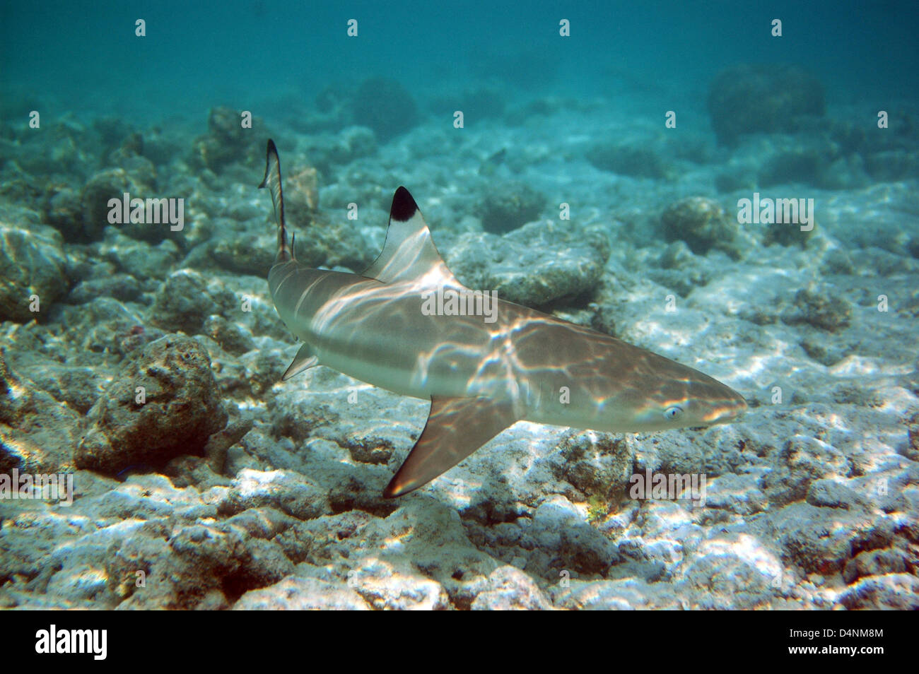 Schwarzspitzen Riff Hai Carcharhinus melanopterus Stockfoto
