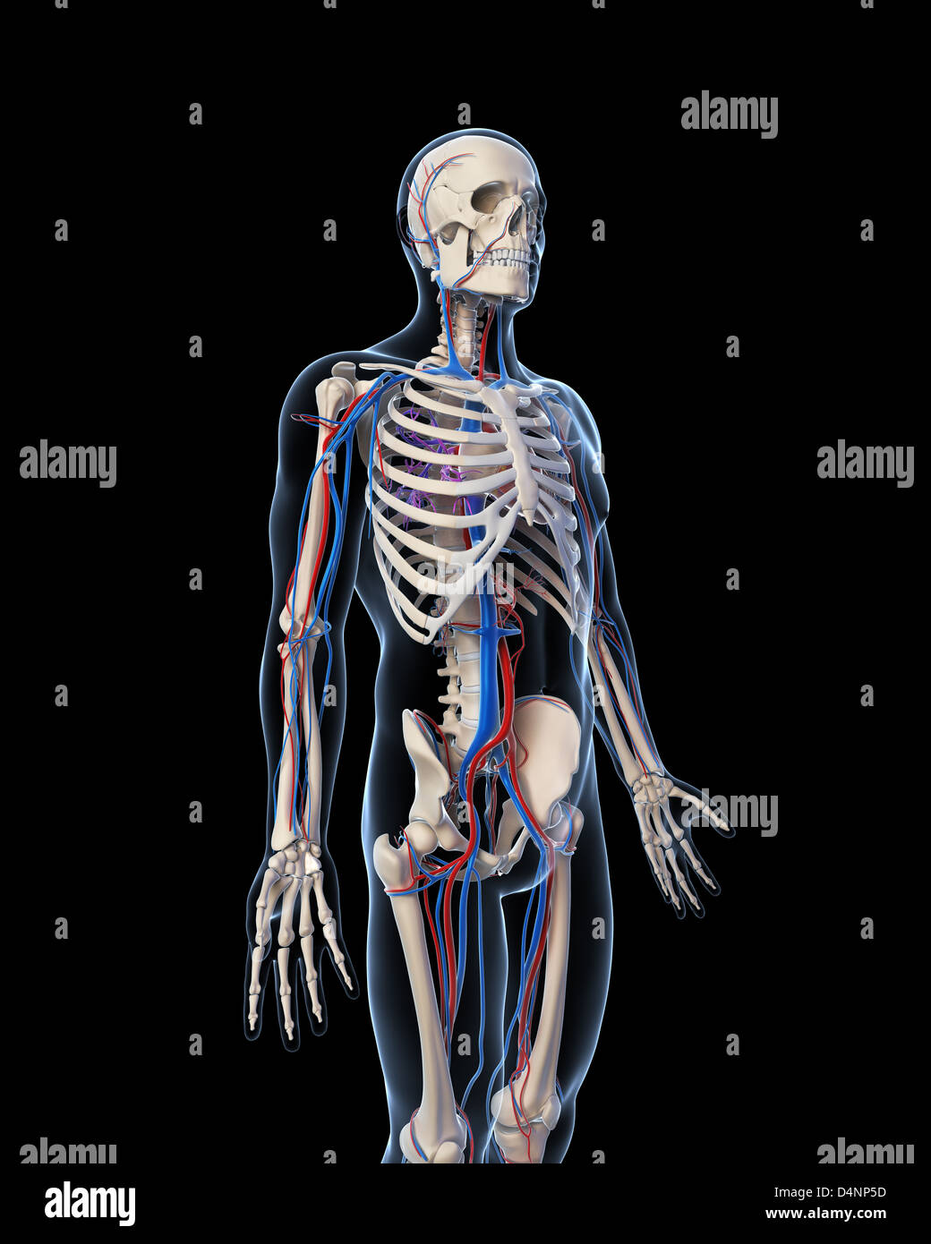 Kreislauf-system Stockfoto