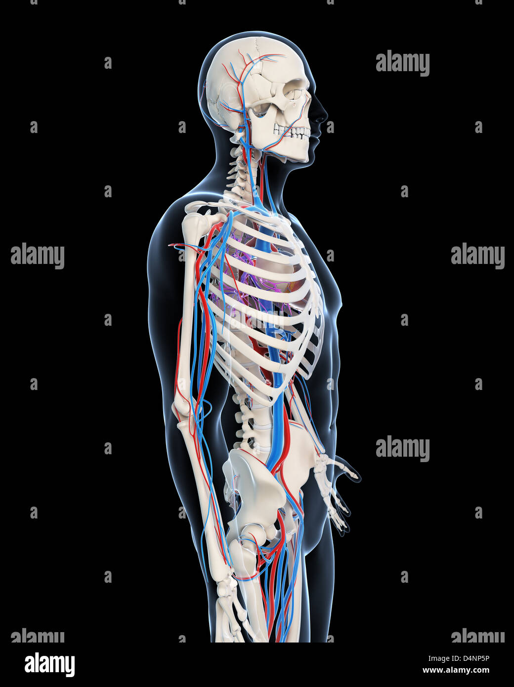 Kreislauf-system Stockfoto