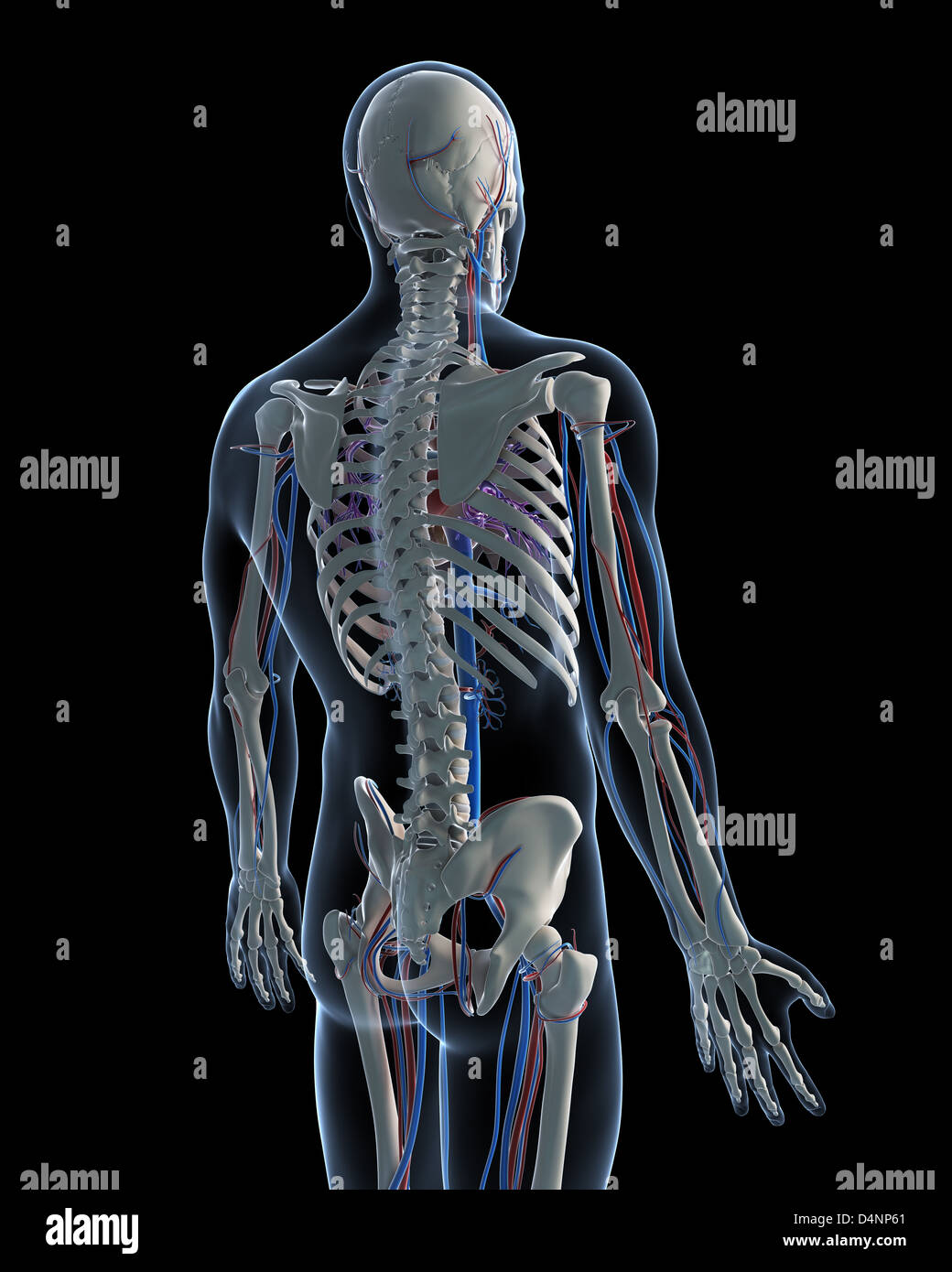 Kreislauf-system Stockfoto