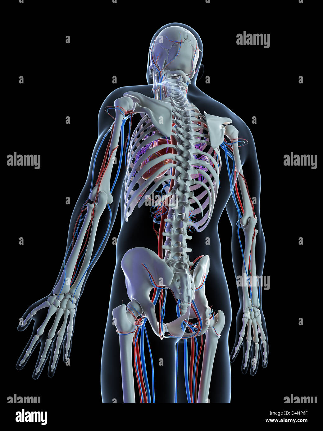 Kreislauf-system Stockfoto