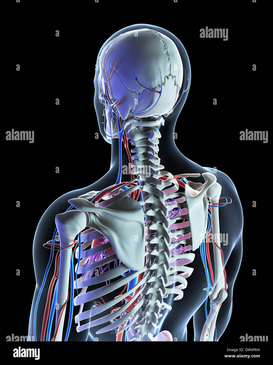 Kreislauf-system Stockfoto