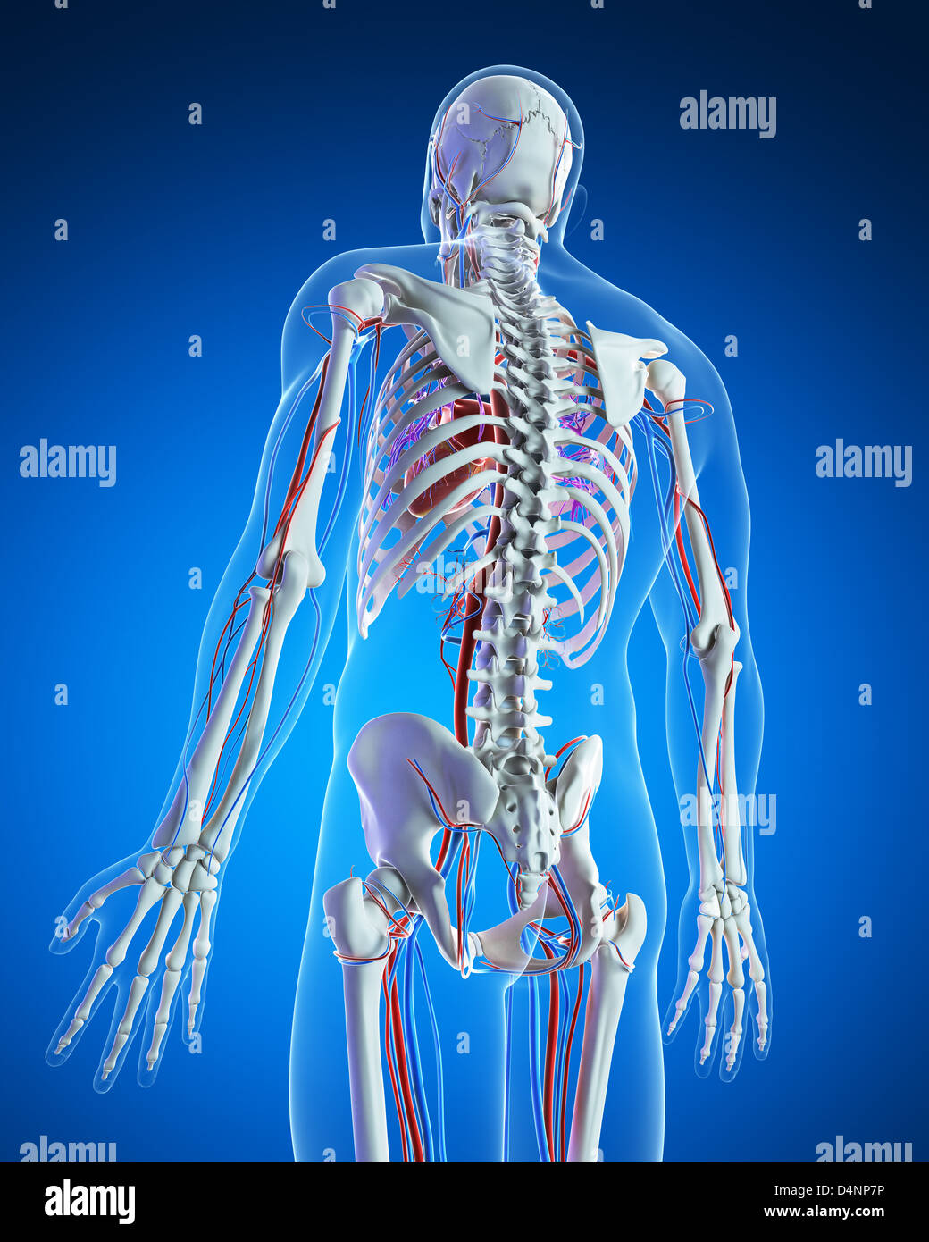 Kreislauf-system Stockfoto