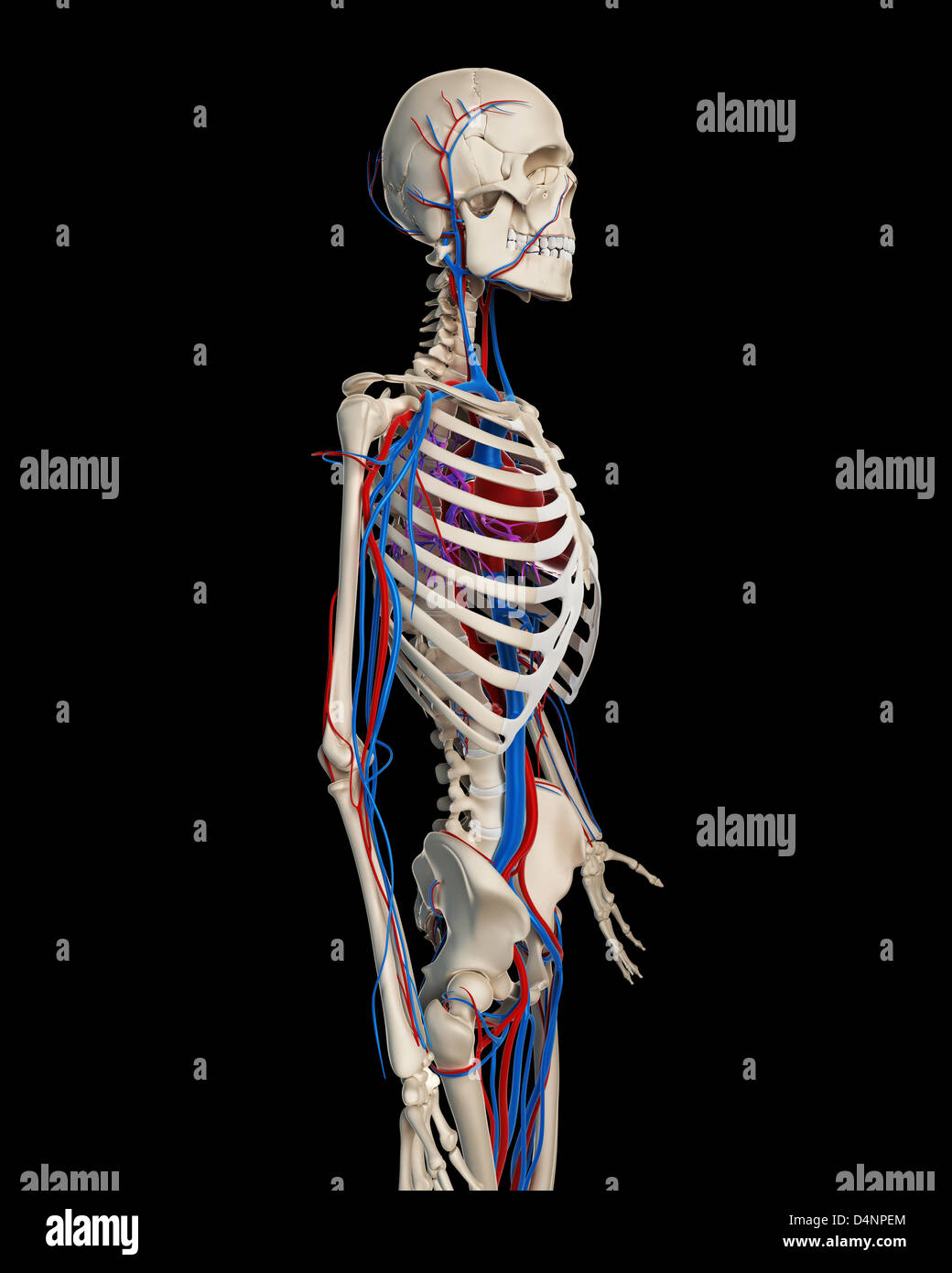 Kreislauf-system Stockfoto