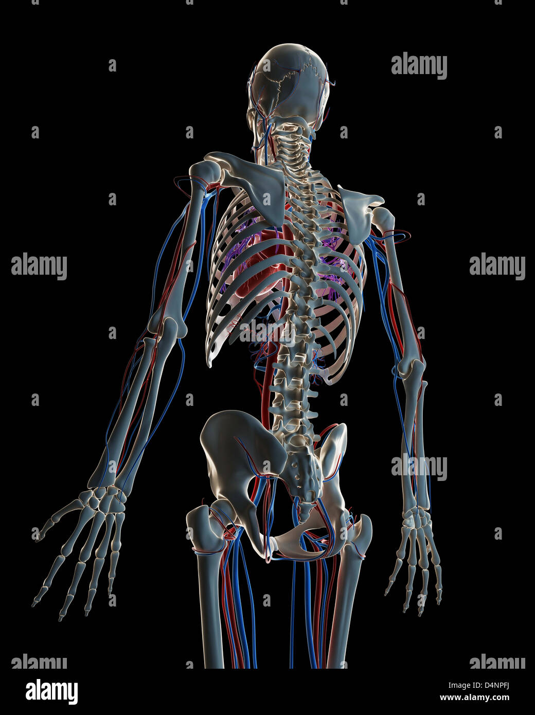 Kreislauf-system Stockfoto