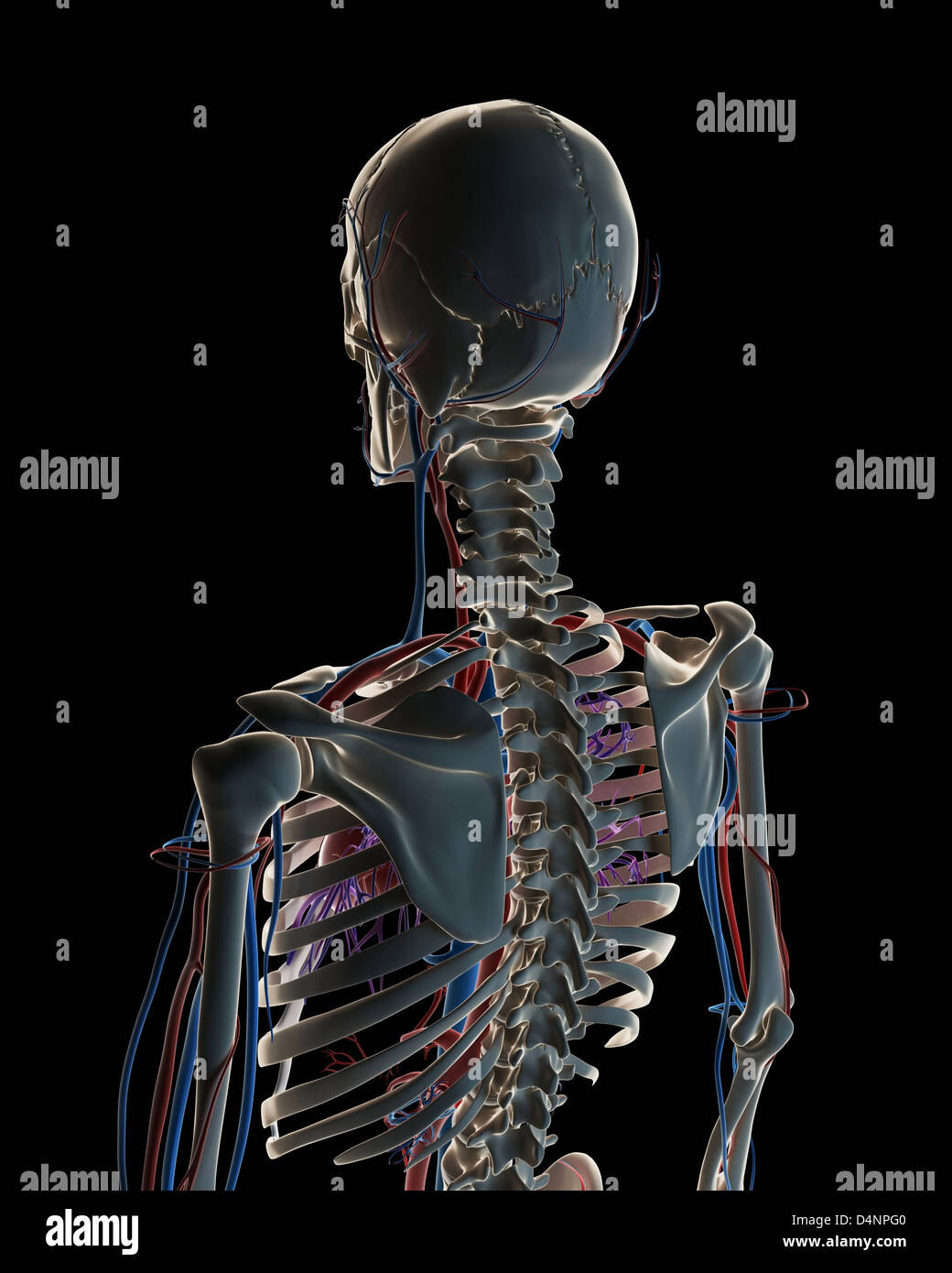 Kreislauf-system Stockfoto