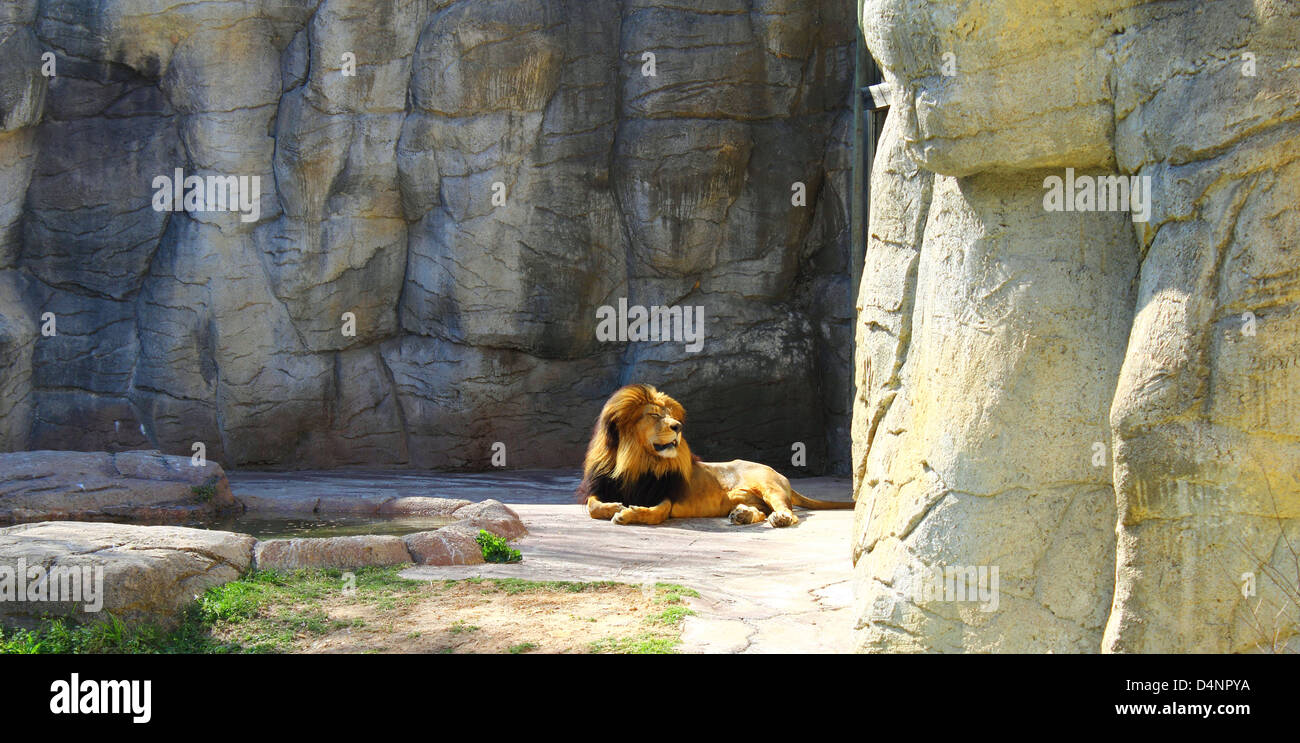 wunderschöne Löwen im Felsen Stockfoto