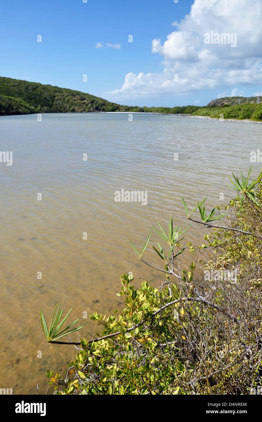 Salt Pond, Virgin Islands Nationalpark, St. John, US Virgin Islands. Stockfoto