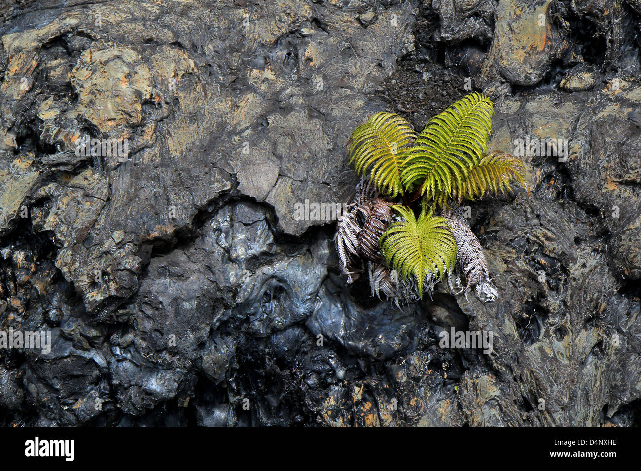 ' Ama'u Farn auf Lava fließen Kilauea-Volcanoes-Nationalpark Hawaii big Island Stockfoto