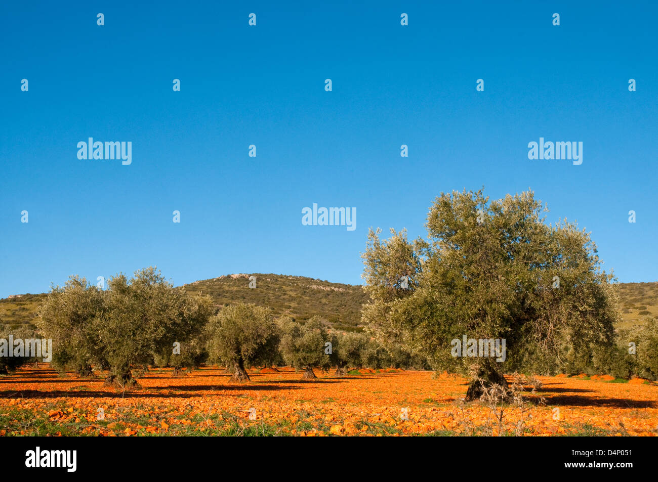 Olivenhain. Los Yebenes, Provinz Toledo, Castilla La Mancha, Spanien. Stockfoto