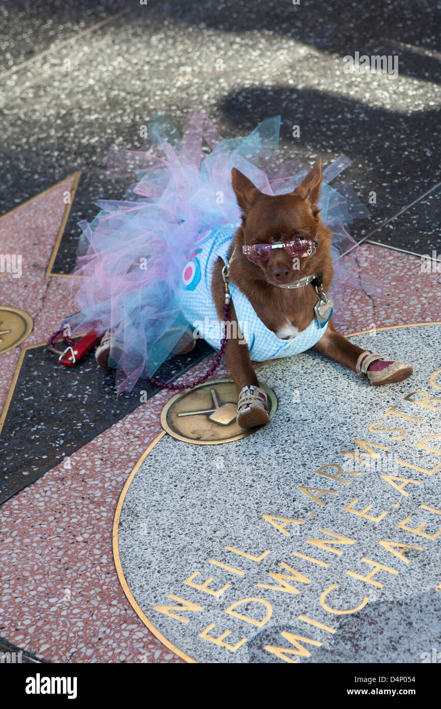 Ein Hund am Walk of Fame in Los Angeles, USA Stockfoto