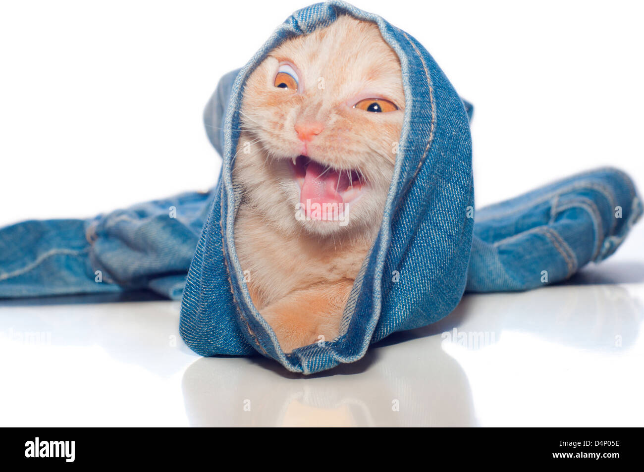 die rote Kitty ist in einbeinige Hose Jeans blau auf weißem Hintergrund Stockfoto