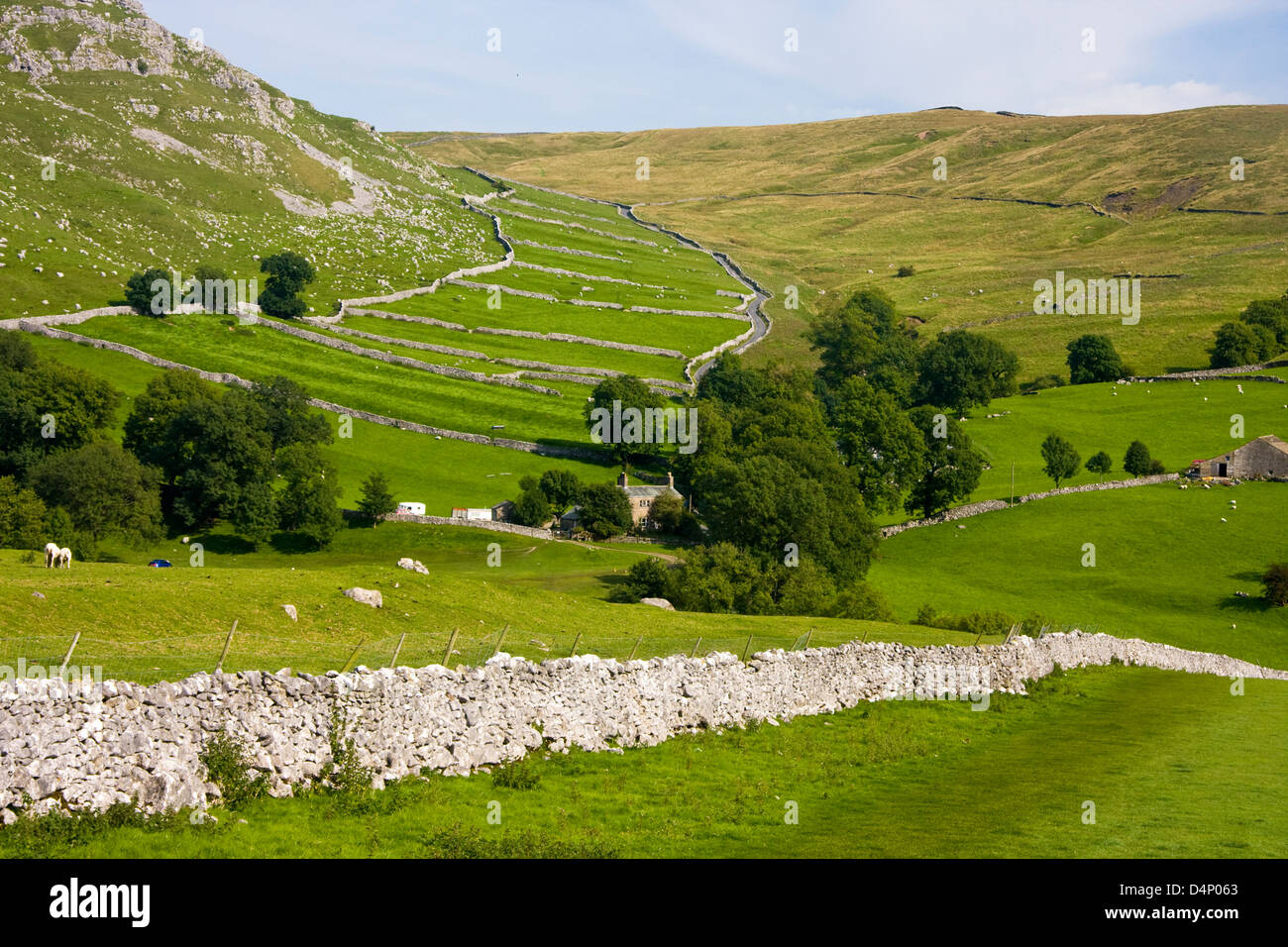 Reste der mittelalterlichen Nationalpark Streifen Lynchets in der Nähe von Malham Cove, Yorkshire Dales Stockfoto