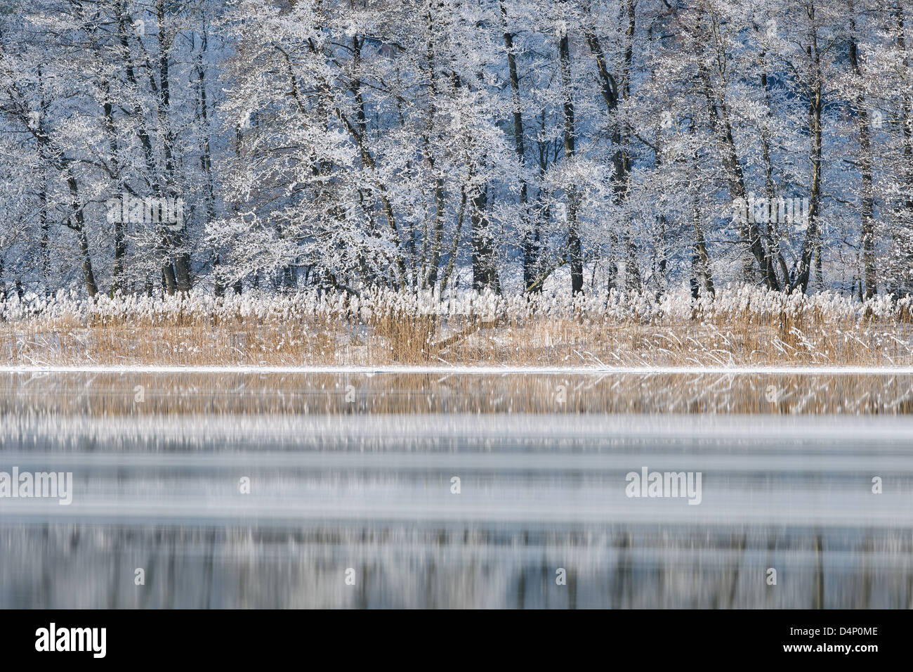 Gefrorene Bäume am Ufer, Göta Älv, Schweden, Europa Stockfoto