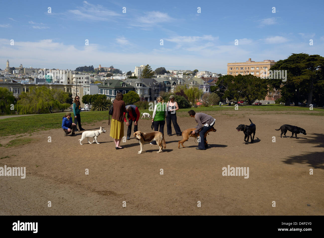 Hund Besitzer Alamo Square San Francisco Kalifornien Stockfoto