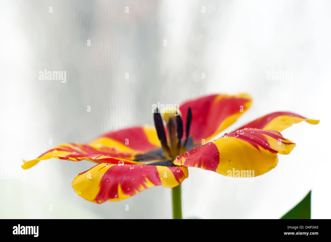 Tautropfen auf eine schöne rote und gelbe Tulpe mit vollständig geöffneten Blüten Nahaufnahme Stockfoto