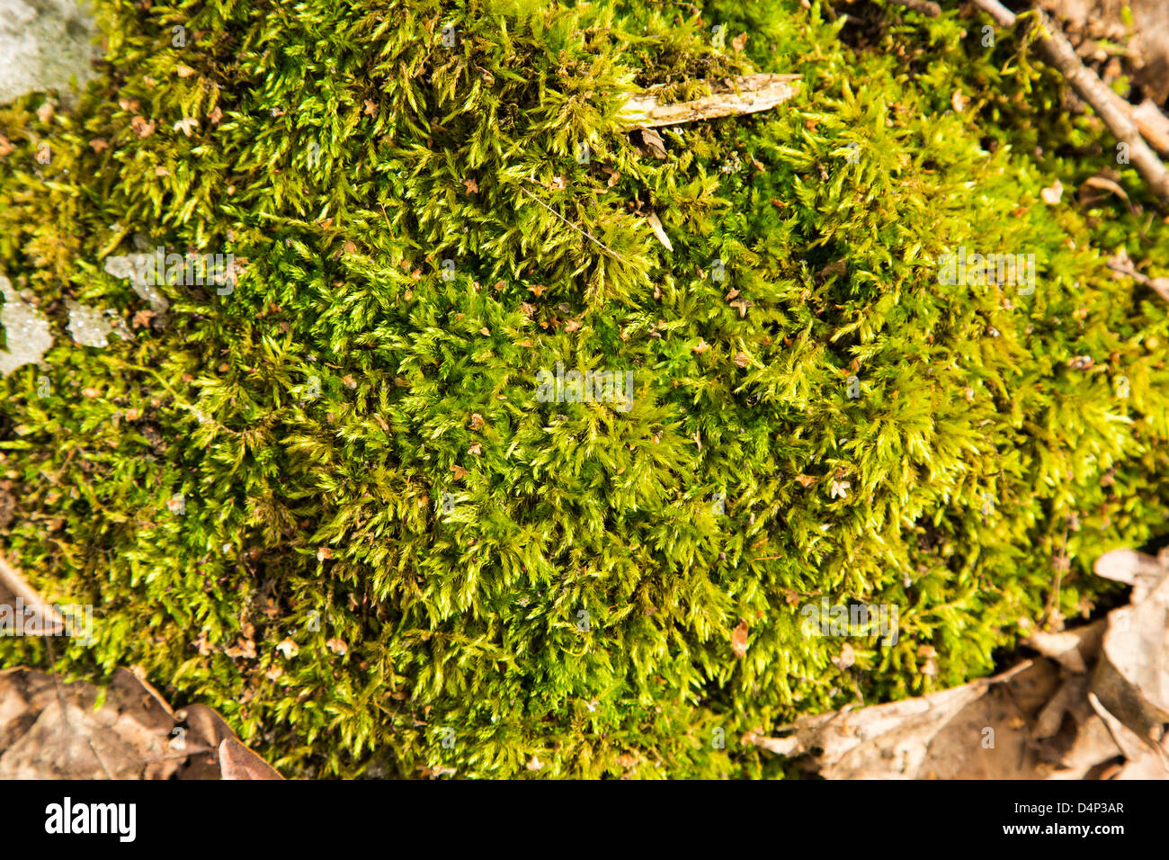 Grünes nass Moos auf dem Boden als Hintergrund Stockfoto