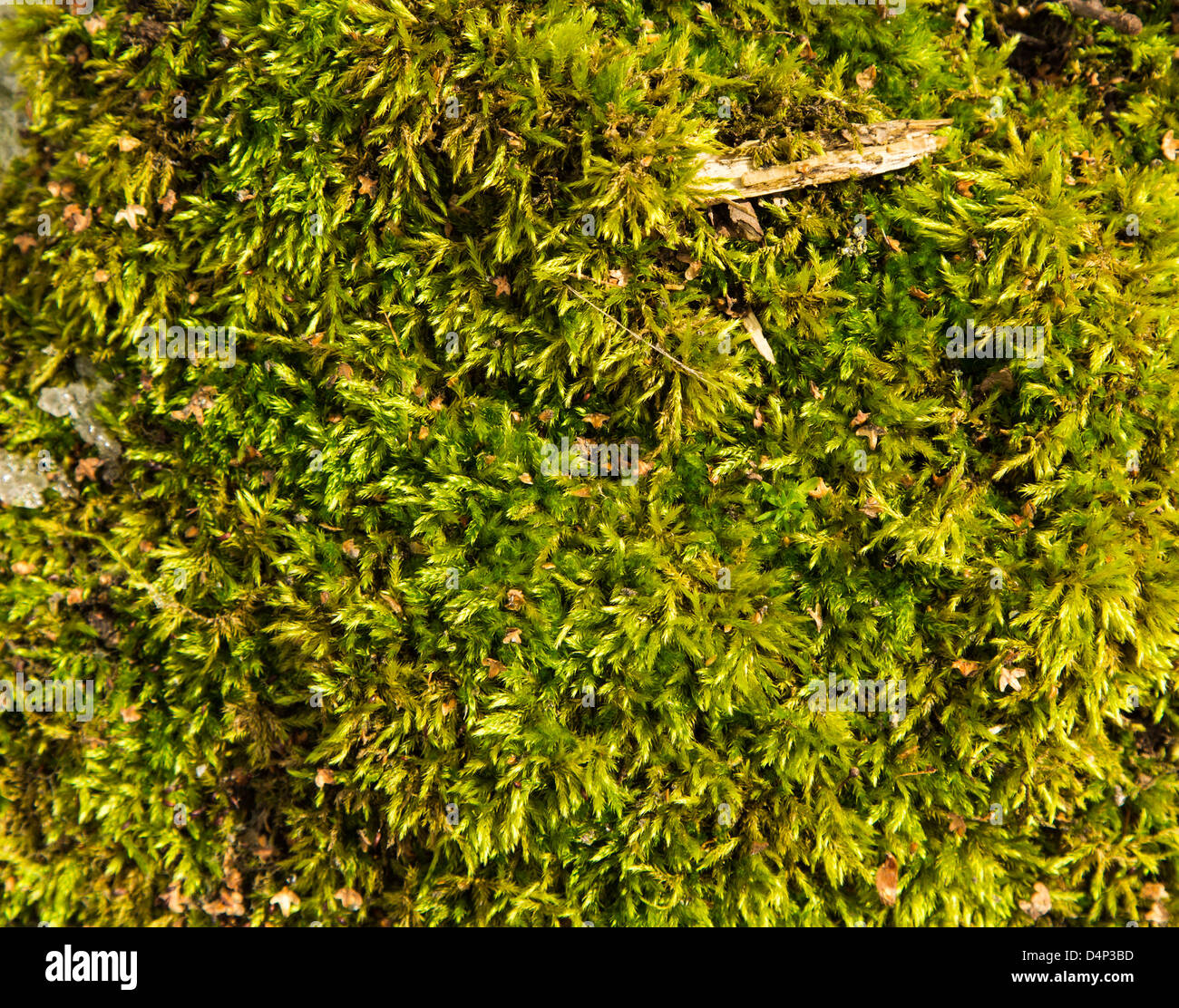 Grünes nass Moos auf dem Boden als Hintergrund Stockfoto