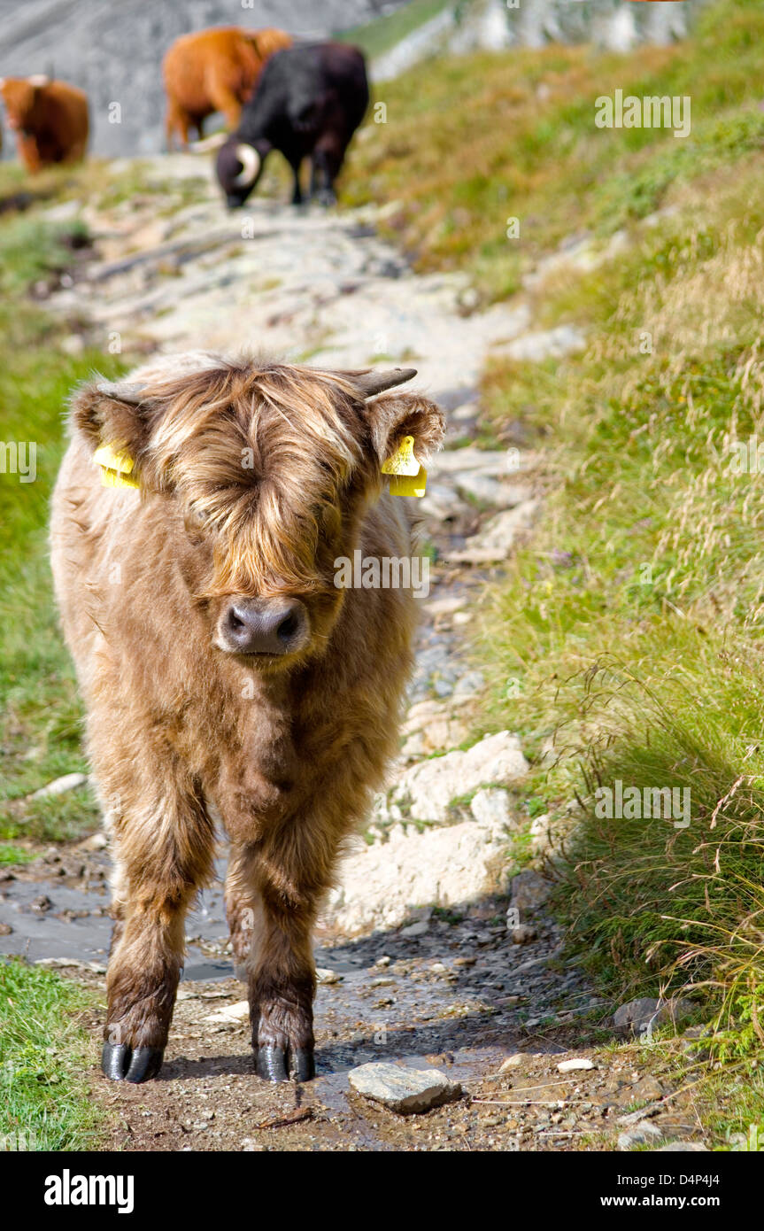 Junge Scottish Highland Cattle, Graubünden, Schweiz | Junge Schottisch  Highland Kuh Im Fruehling, Symbole Stockfotografie - Alamy