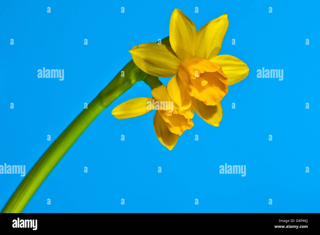 Gelbe Narzisse auf blauem Hintergrund Stockfoto