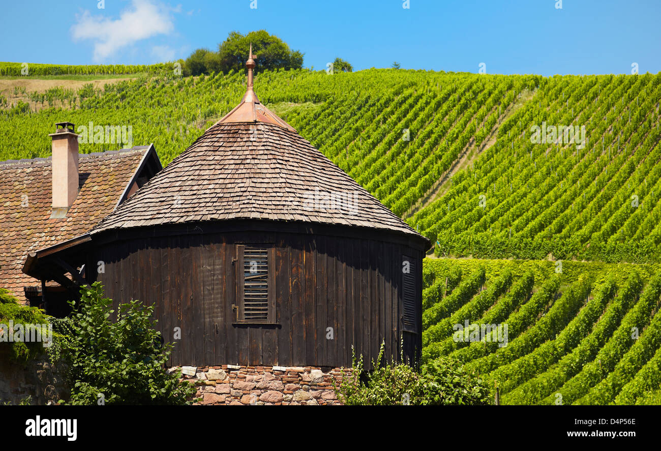 Riquewihr Weinberge. Elsass-Route. Haut-Rhin. Das Elsass. Frankreich Stockfoto