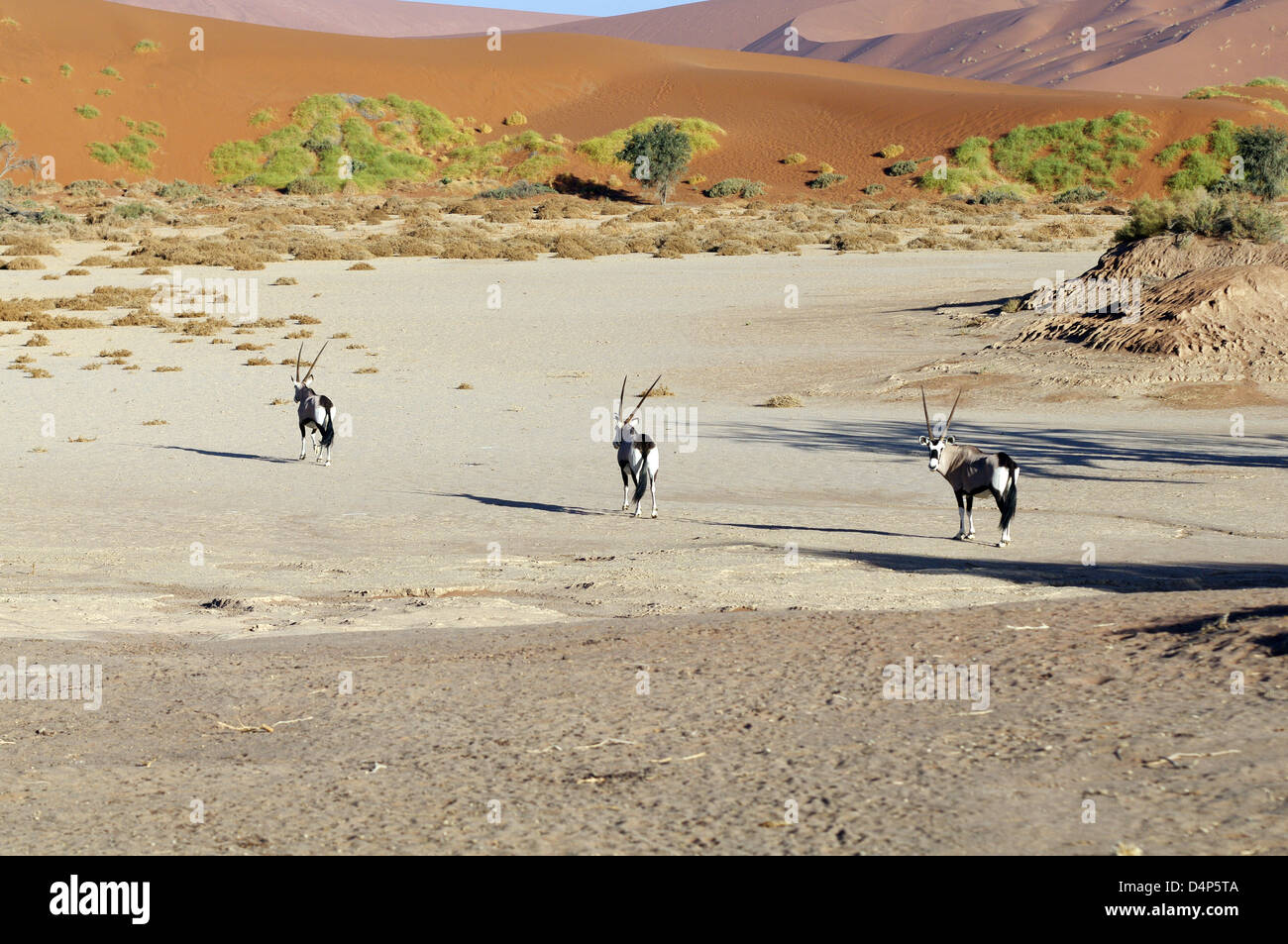 Oryxes in der Namib-Wüste - Sossusvlei, Namibia Stockfoto