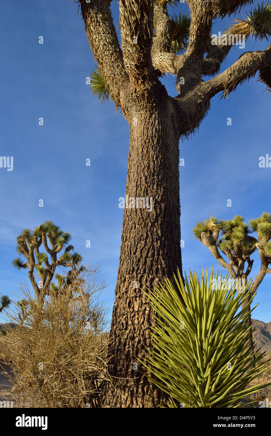 Joshua Bäume und Landschaft am Joshua Tree National Park, Kalifornien.  US-Nationalpark erklärt im Jahr 1994. Stockfoto