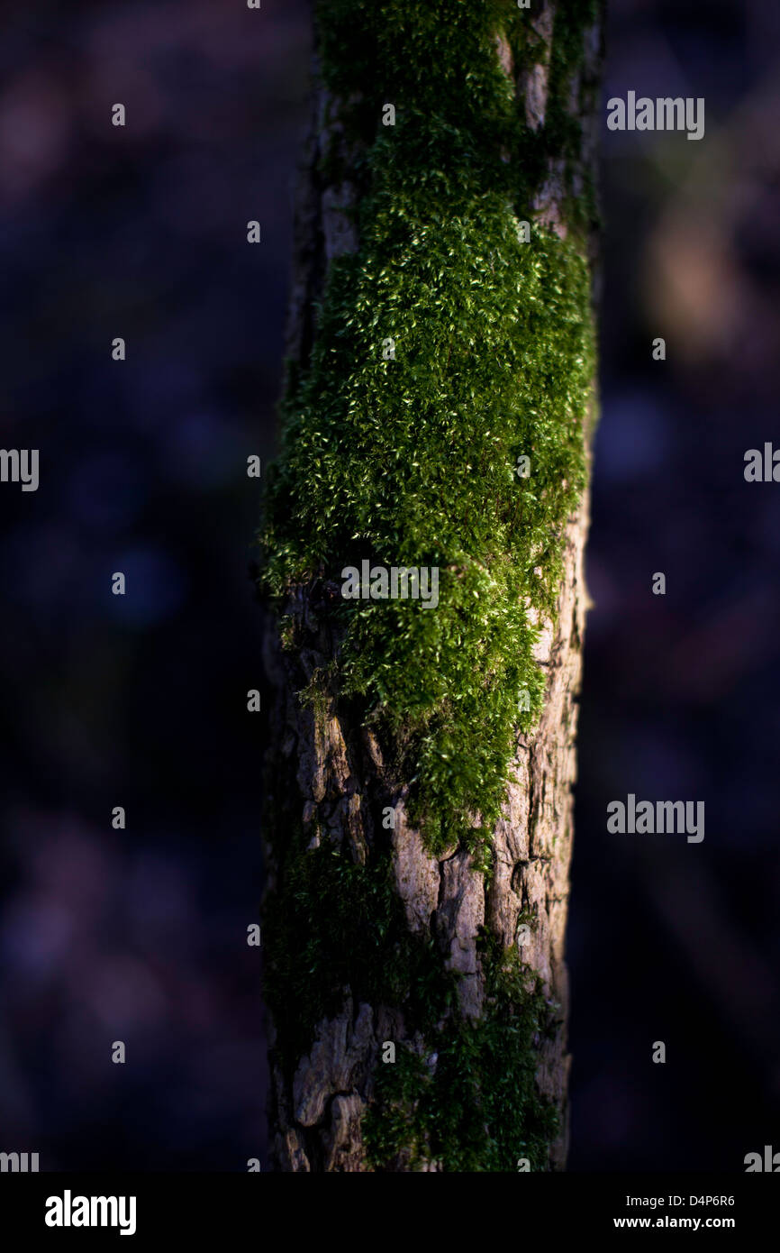 Licht auf einem Ast mit Vegetation drauf. Stockfoto