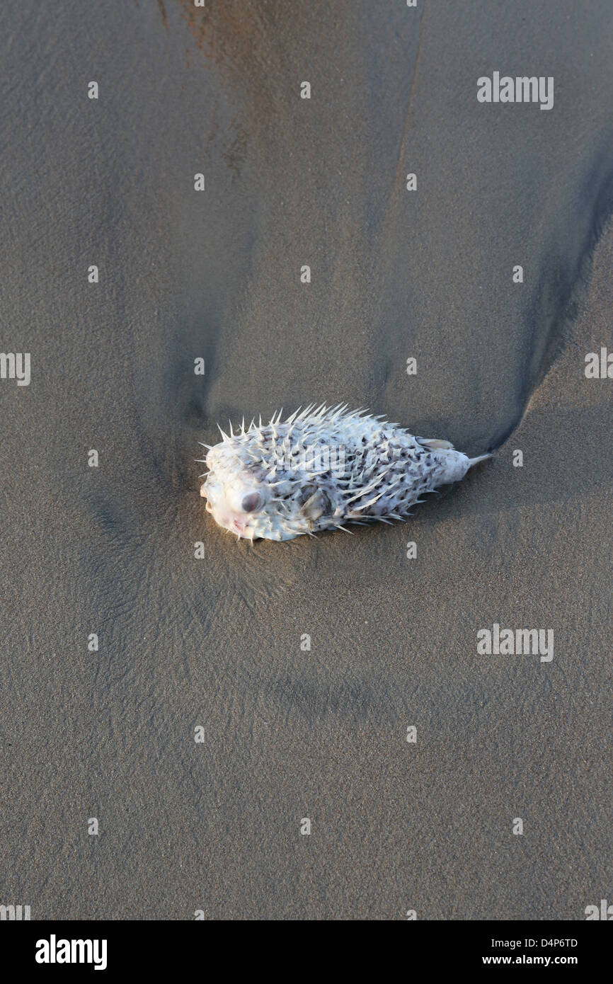 Ein toter Kugelfisch angespült an der Küste Los Ayala, Mexiko. Stockfoto