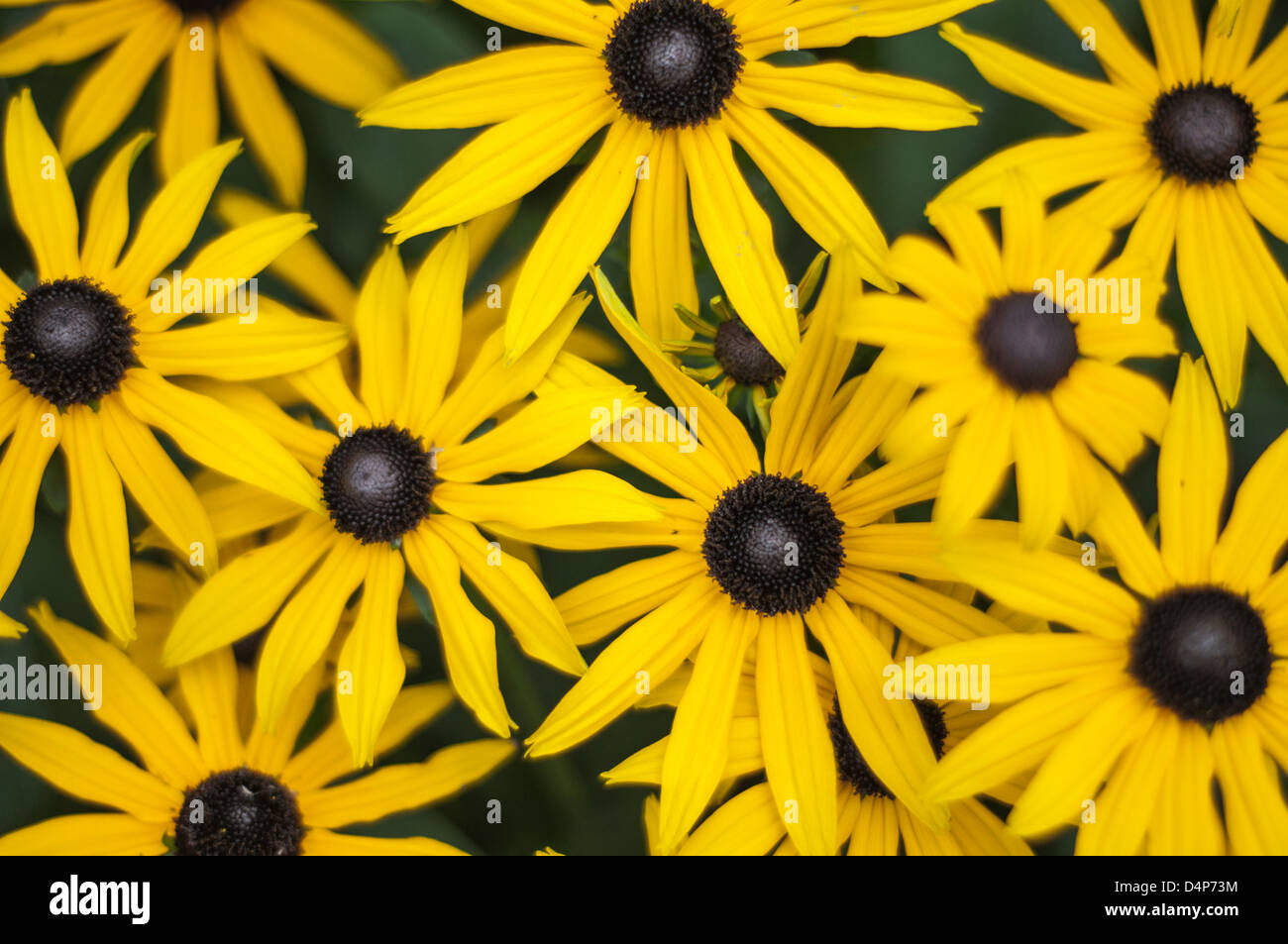 Nahaufnahme von Black-Eyed susans Stockfoto