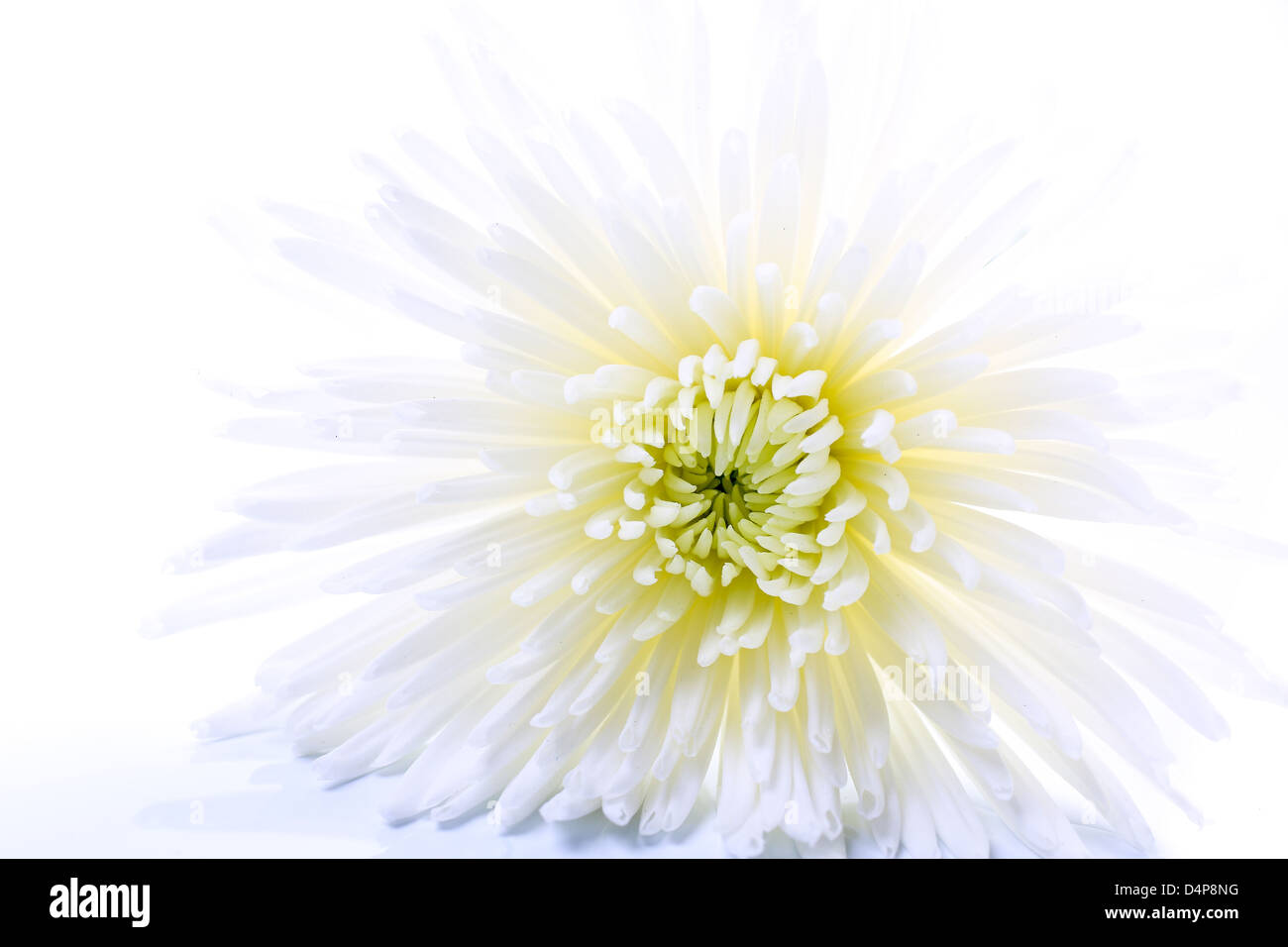 Weiße Mama Blume Verlegung auf hellen Hintergrund Stockfoto
