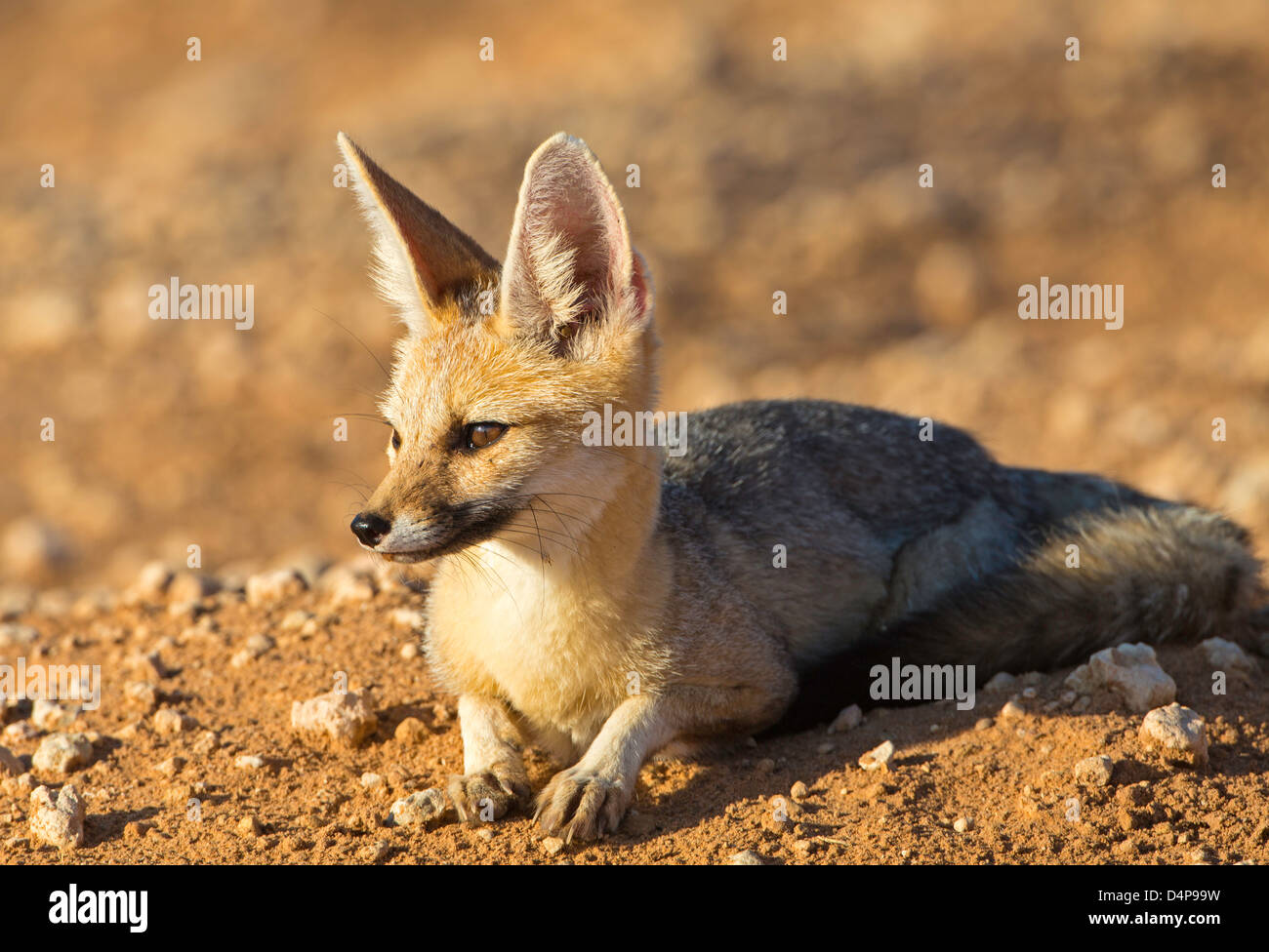 Kap-Fuchs bei Sonnenaufgang Stockfoto