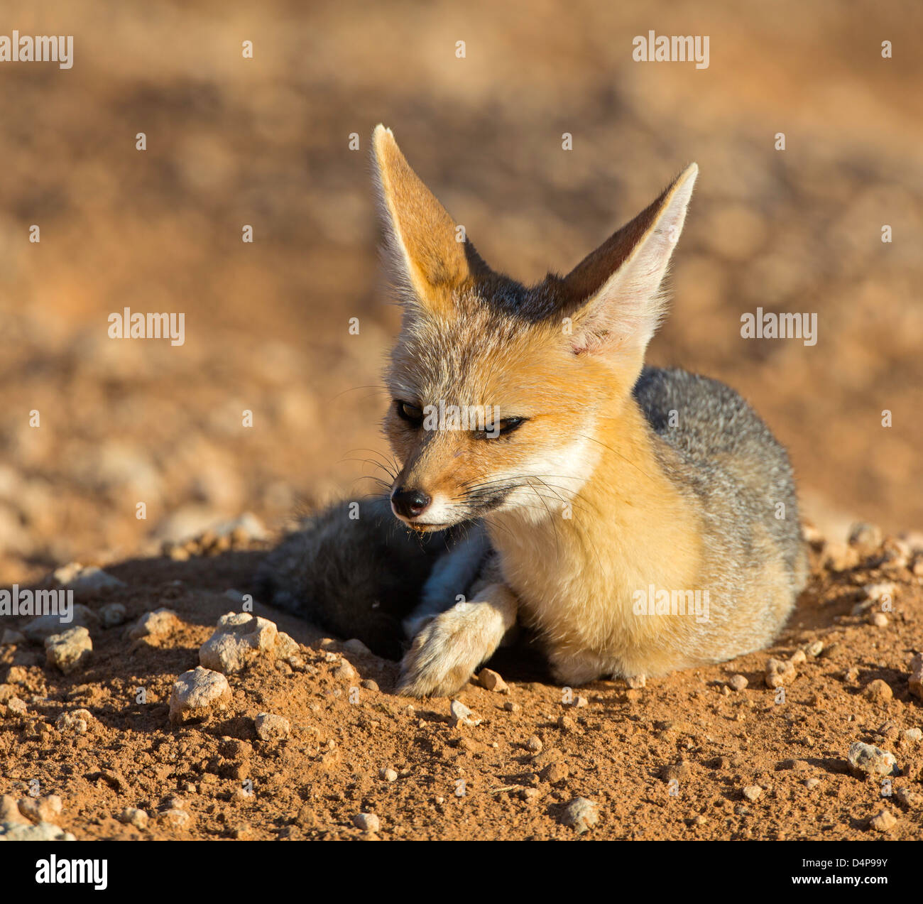 Kap-Fuchs bei Sonnenaufgang Stockfoto