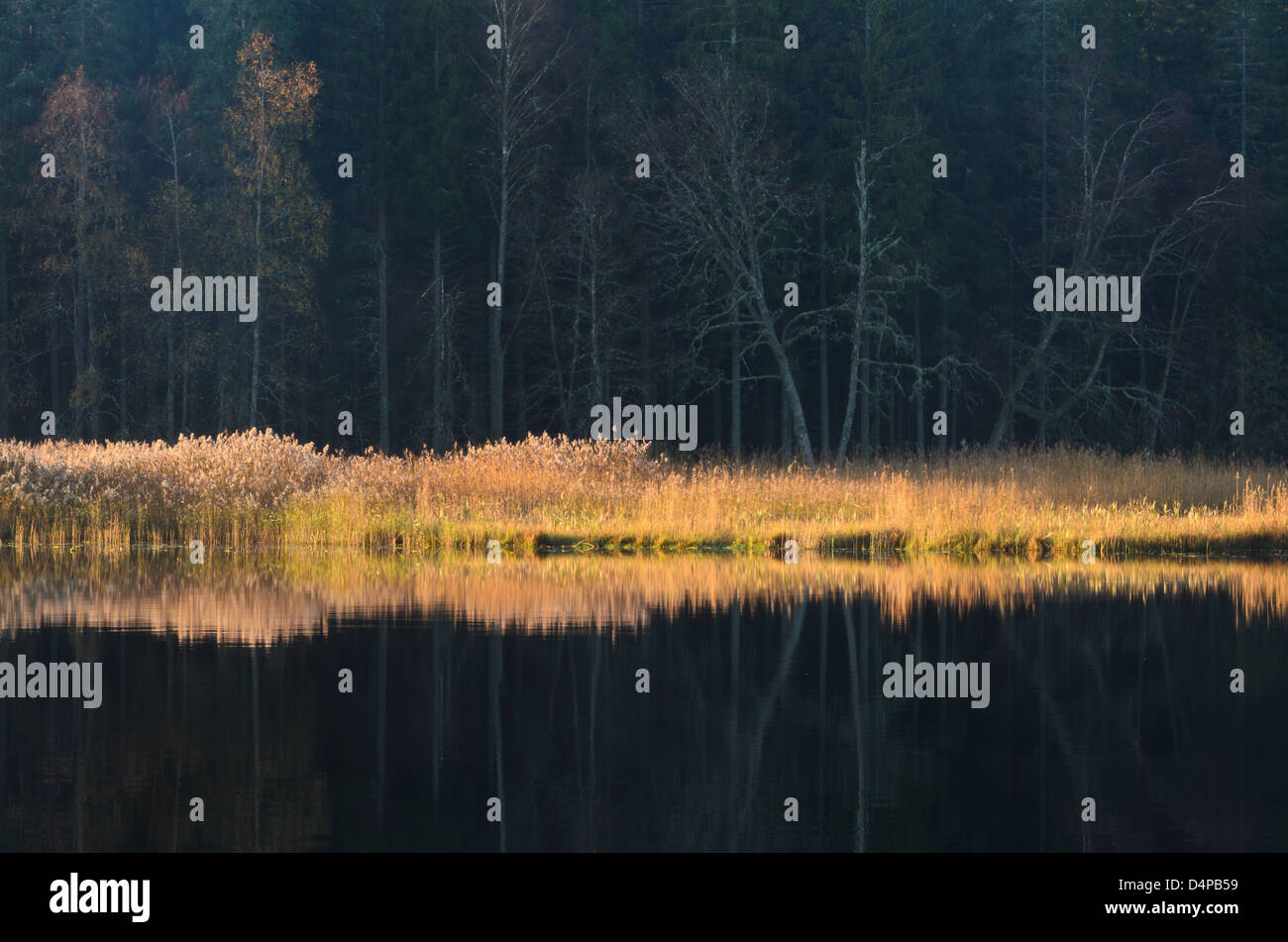 Sonnenbeschienenen Bäume am Flussufer, Hunneberg, Schweden, Europa Stockfoto