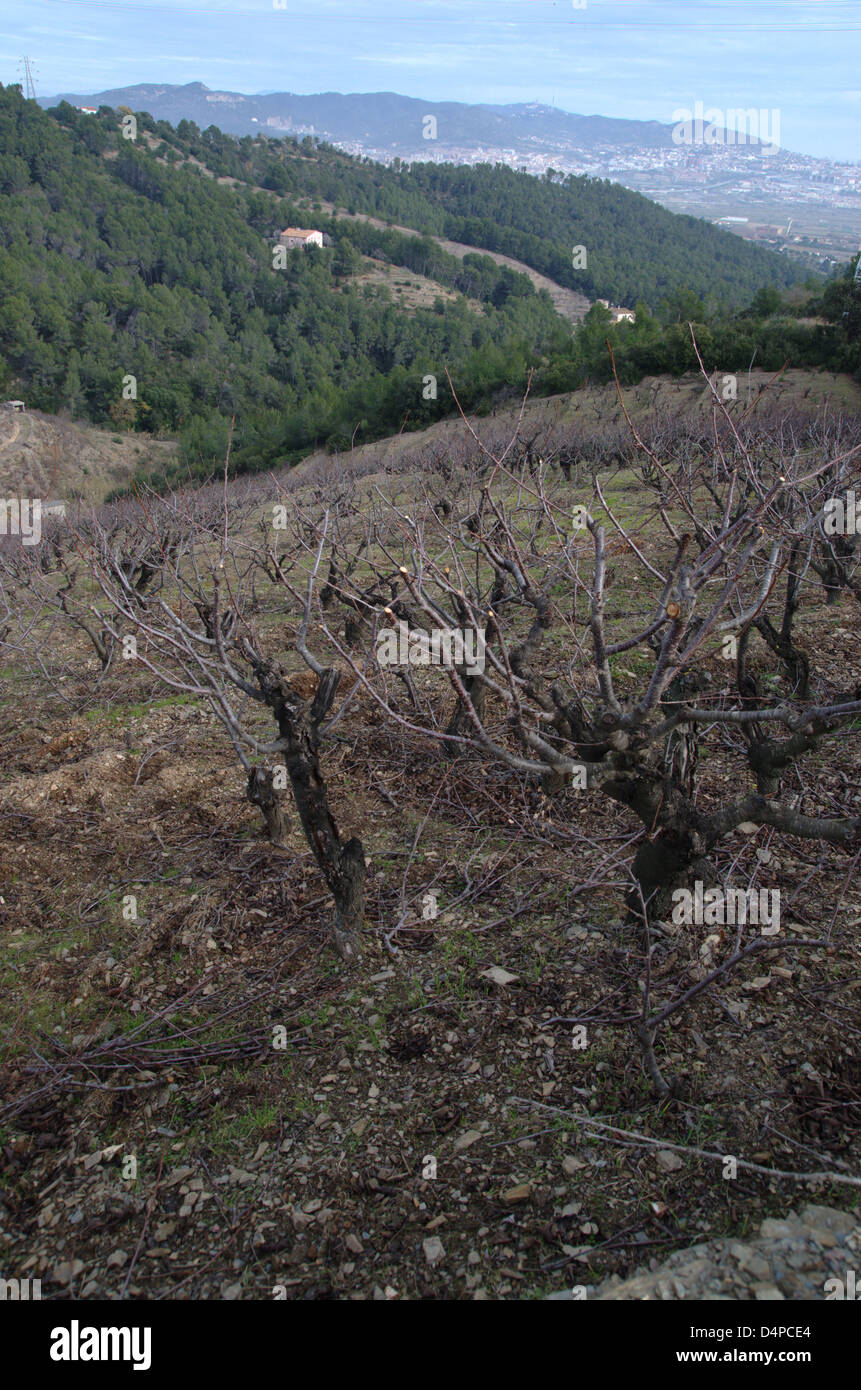 Kirsche Bäume im Winter ohne Blätter oder Blüten in St. Boi de Llobregat, in der Nähe von Barcelona Stadt. Stockfoto