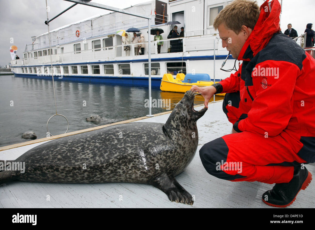 Ein Siegel und ein Wissenschaftler an der neu eröffneten Dichtung Forschungsstation in Warnemünde, Deutschland, 11. Juni 2009. Ein zwölf-Forschungsleiter Team Analysen sinnliche und geistige Leistungsfähigkeit der Meeressäuger, die Tiere zu interpretieren? präzise Orientierungssinn. Die Dichtungen an der Welt statt? s größte Dichtung Forschung Station live in einem 60 x 30 Meter großen und fünf Meter tiefen Becken. Foto: JENS BUETTN Stockfoto