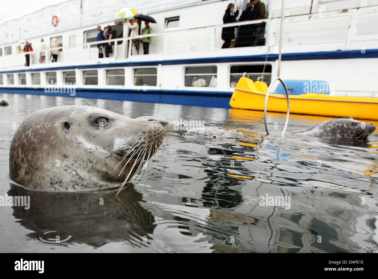Dichtungen-Peer aus einem Becken in der neu eröffneten Siegel-Forschungsstation in Warnemünde, Deutschland, 11. Juni 2009. Ein zwölf-Forschungsleiter Team Analysen sinnliche und geistige Leistungsfähigkeit der Meeressäuger, die Tiere zu interpretieren? präzise Orientierungssinn. Die Dichtungen an der Welt statt? s größte Dichtung Forschung Station live in einem 60 x 30 Meter großen und fünf Meter tiefen Becken. Foto: JENS BUE Stockfoto