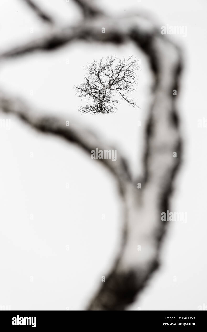Winter Baum durch Äste, Valdalsfjellet, Hedmark Fylke, Norwegen, Europa Stockfoto