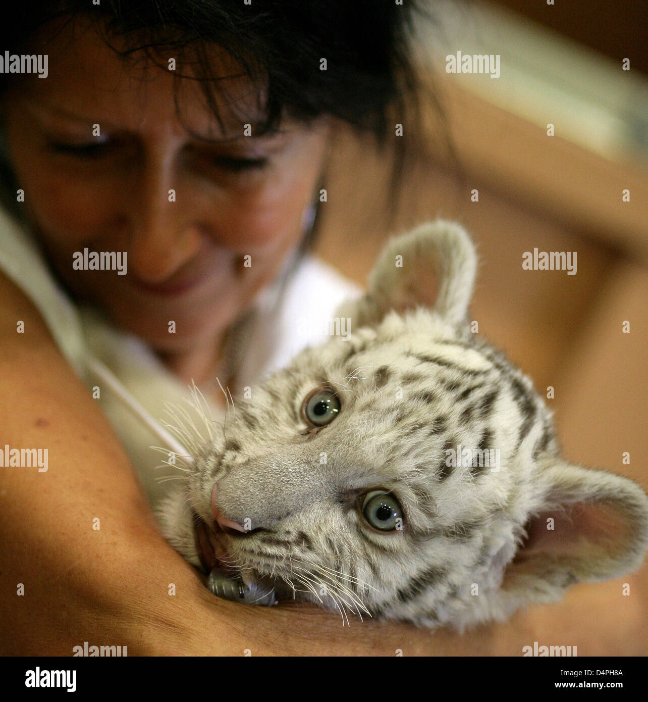 Eine weibliche weiße Tiger Cub ist im Zoo in Aschersleben, Deutschland, 27. Juni 2009 Flasche. Das Jungtier war geboren Untergewicht (800 Gramm), aber an Gewicht 4, 7kg, durch besondere Aufmerksamkeit von seinen Haltern zum Glück gewonnen. Einige Verletzungen, die aus ihrer frühen Geburt noch bleiben, wie z. B. wie ein steifes Hinterbein, aber ihr Gesundheitszustand verbessert sich stetig, der Zoo berichtet. Foto: JENS WOLF Stockfoto