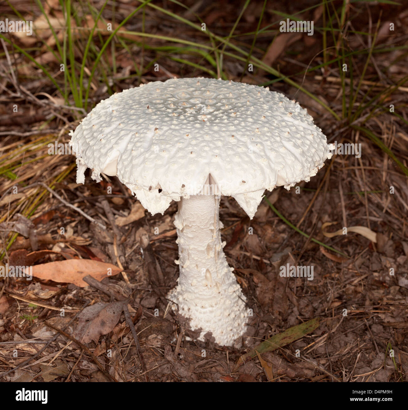 Weiße Fliegenpilz mit dekorativen Noppen Oberfläche - Amanita-Arten - unter Laub am Waldboden in Australien Stockfoto